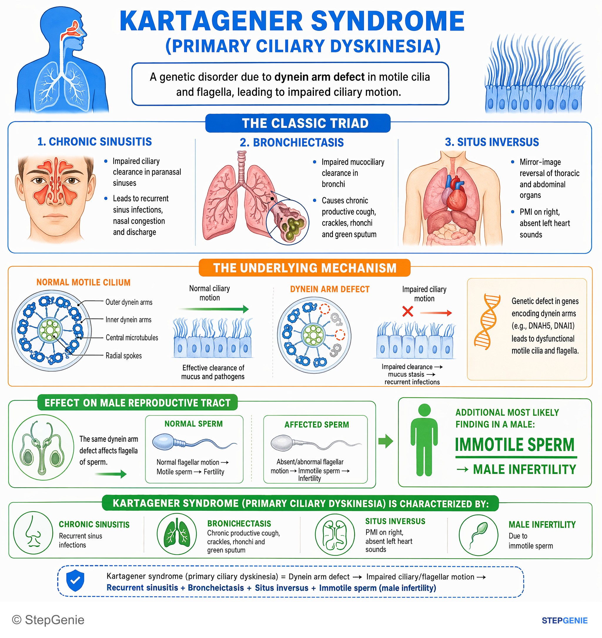 Congenital and developmental anomalies — StepGenie USMLE Step 1 explanation infographic