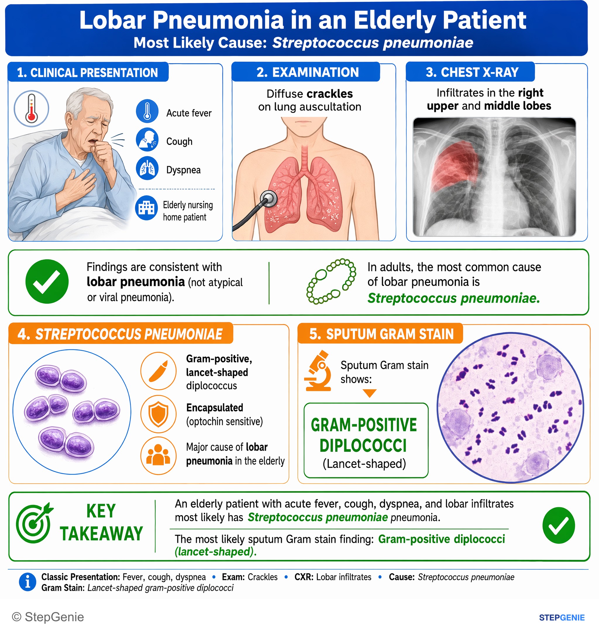 Bacterial infections — StepGenie USMLE Step 1 explanation infographic