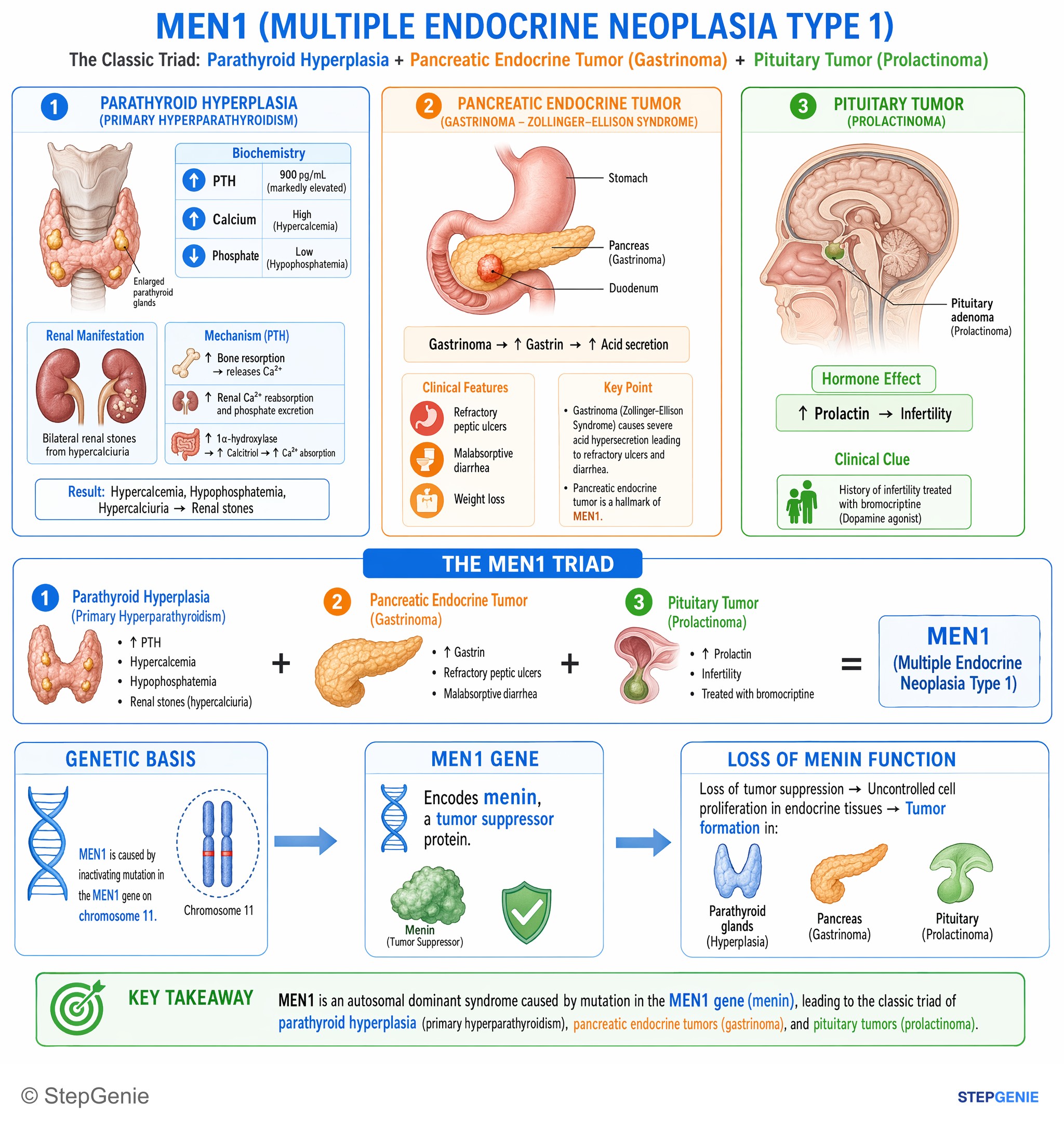 Endocrine tumors — StepGenie USMLE Step 1 explanation infographic