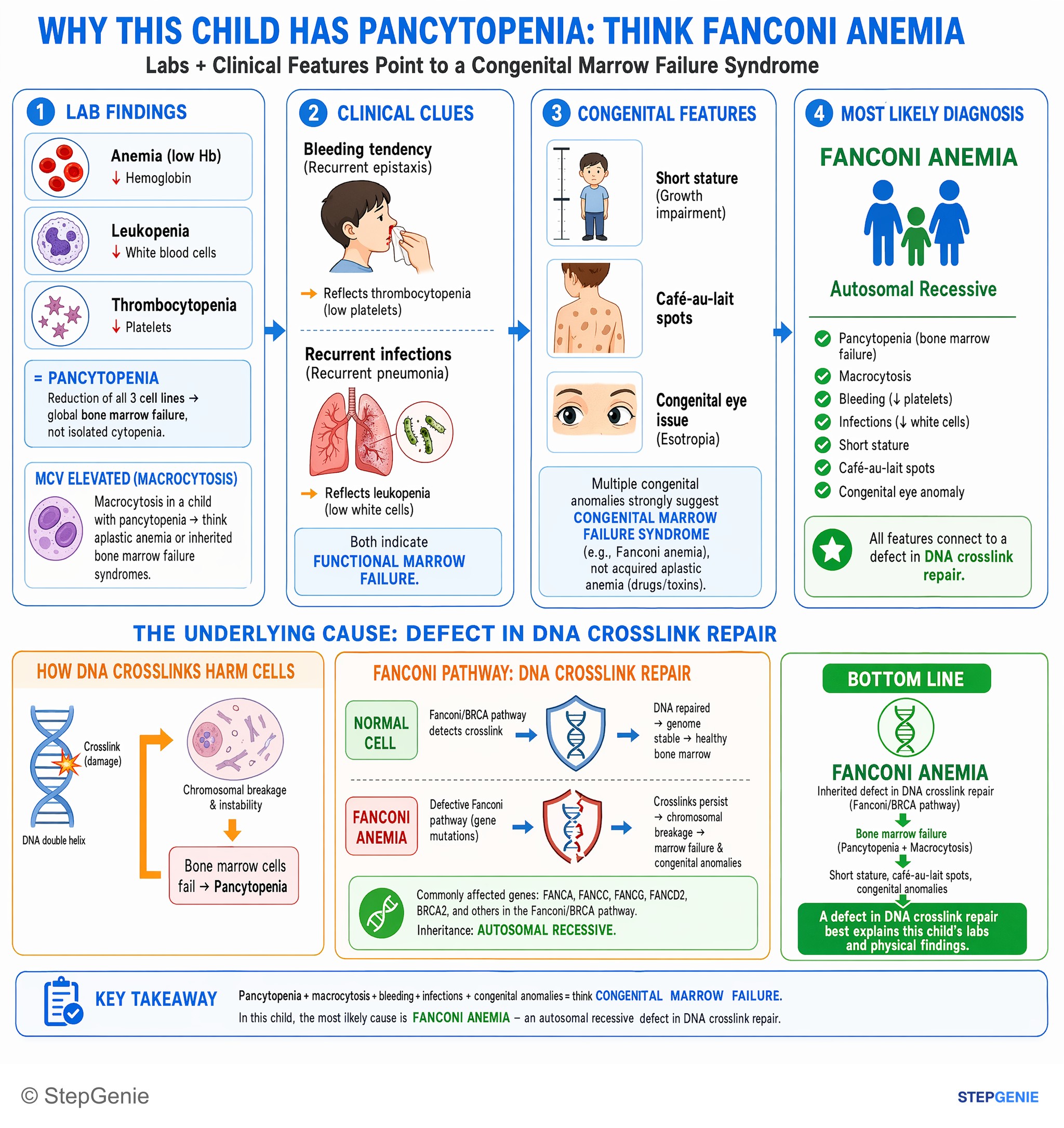 Bone marrow disorders — StepGenie USMLE Step 1 explanation infographic