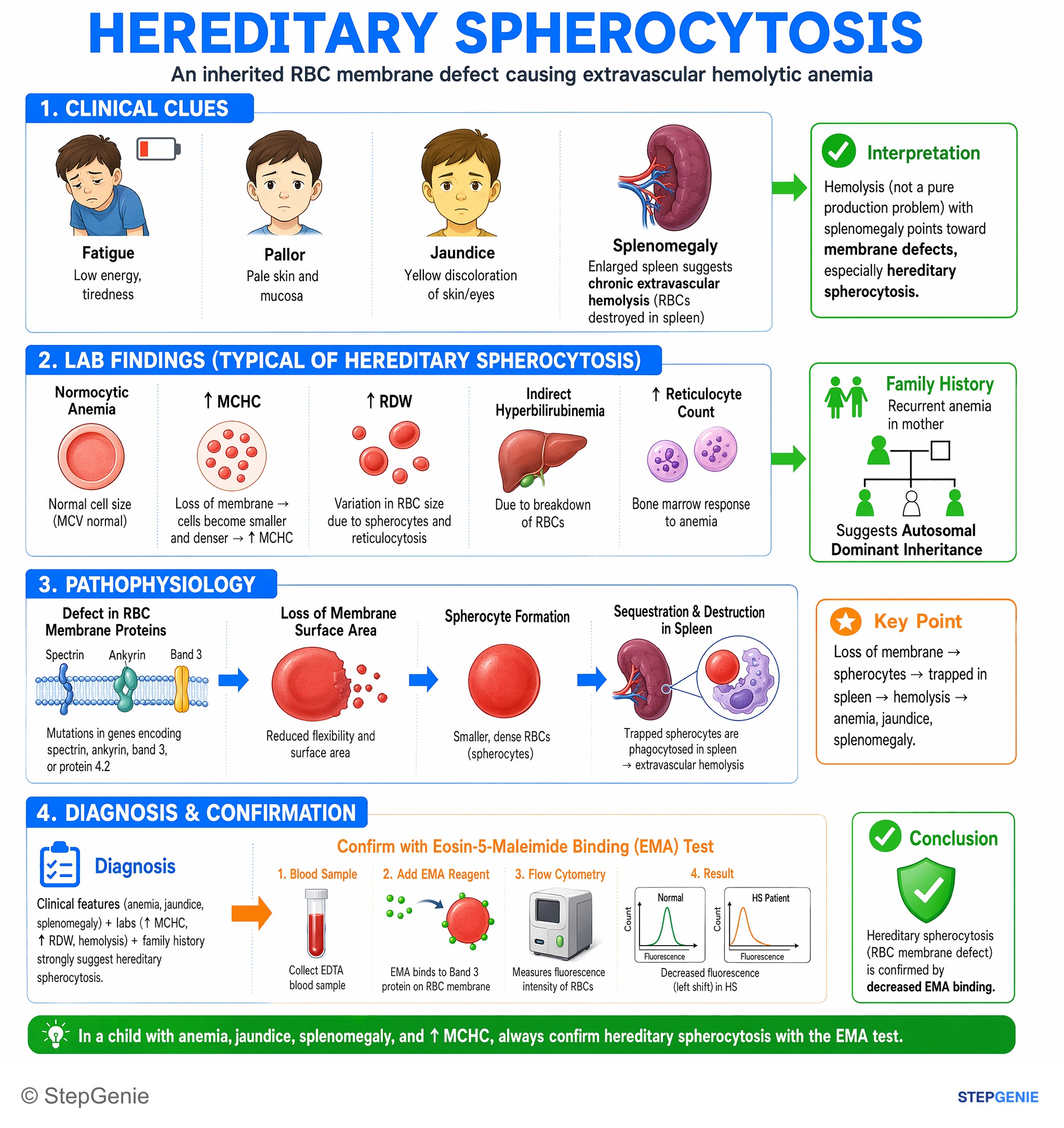 Disorders of RBCs and hemoglobin — StepGenie USMLE Step 1 explanation infographic
