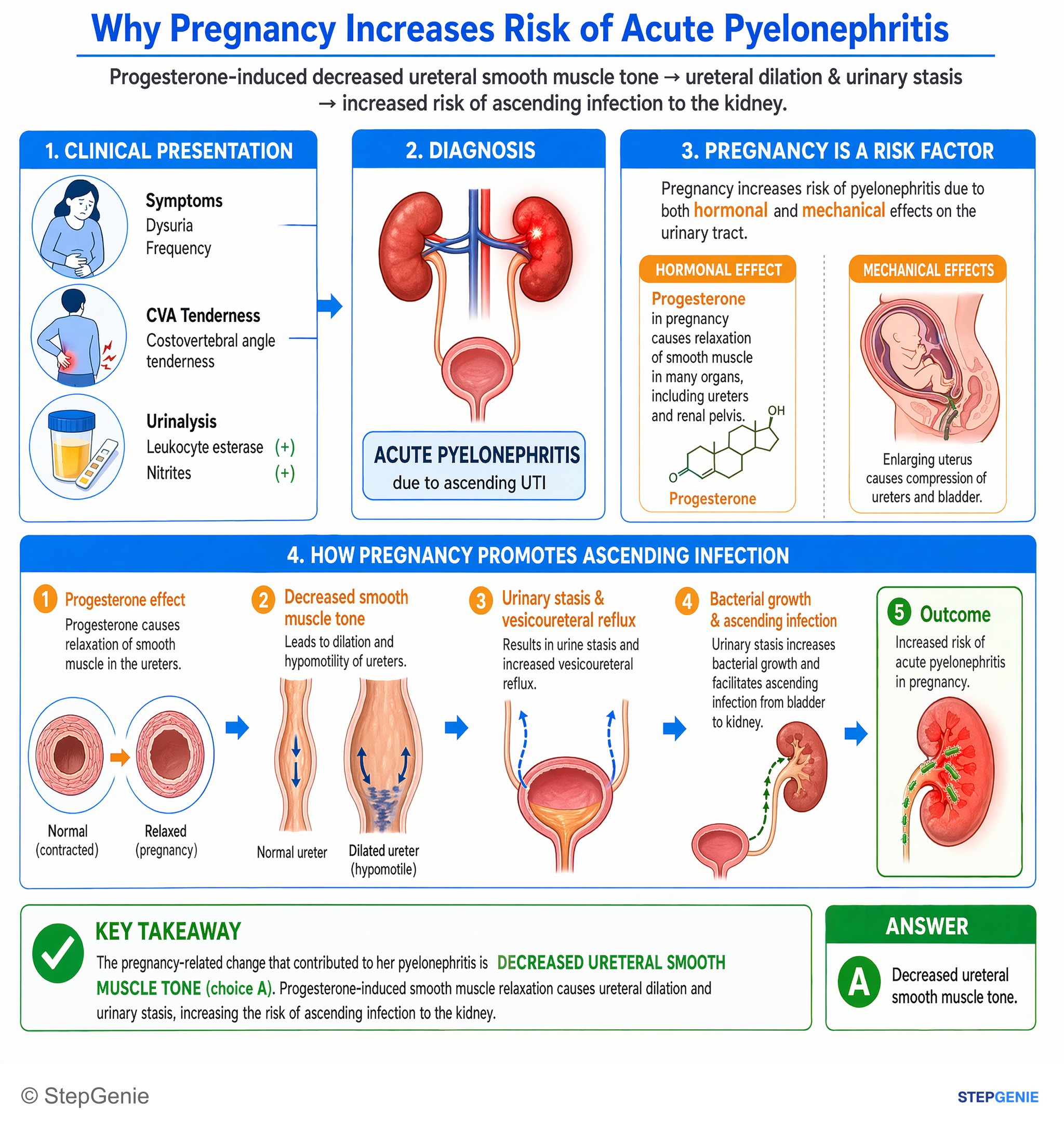 Normal structure and function of the kidneys and urinary system — StepGenie USMLE Step 1 explanation infographic