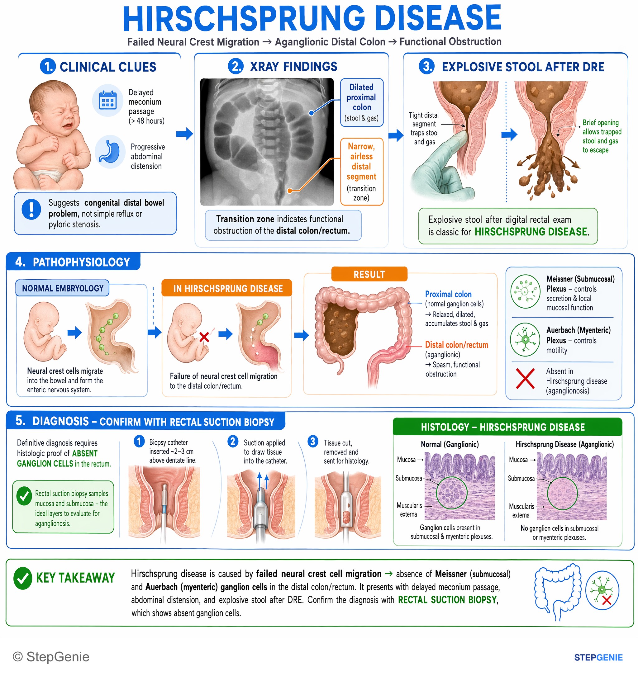 Congenital and developmental anomalies — StepGenie USMLE Step 1 explanation infographic