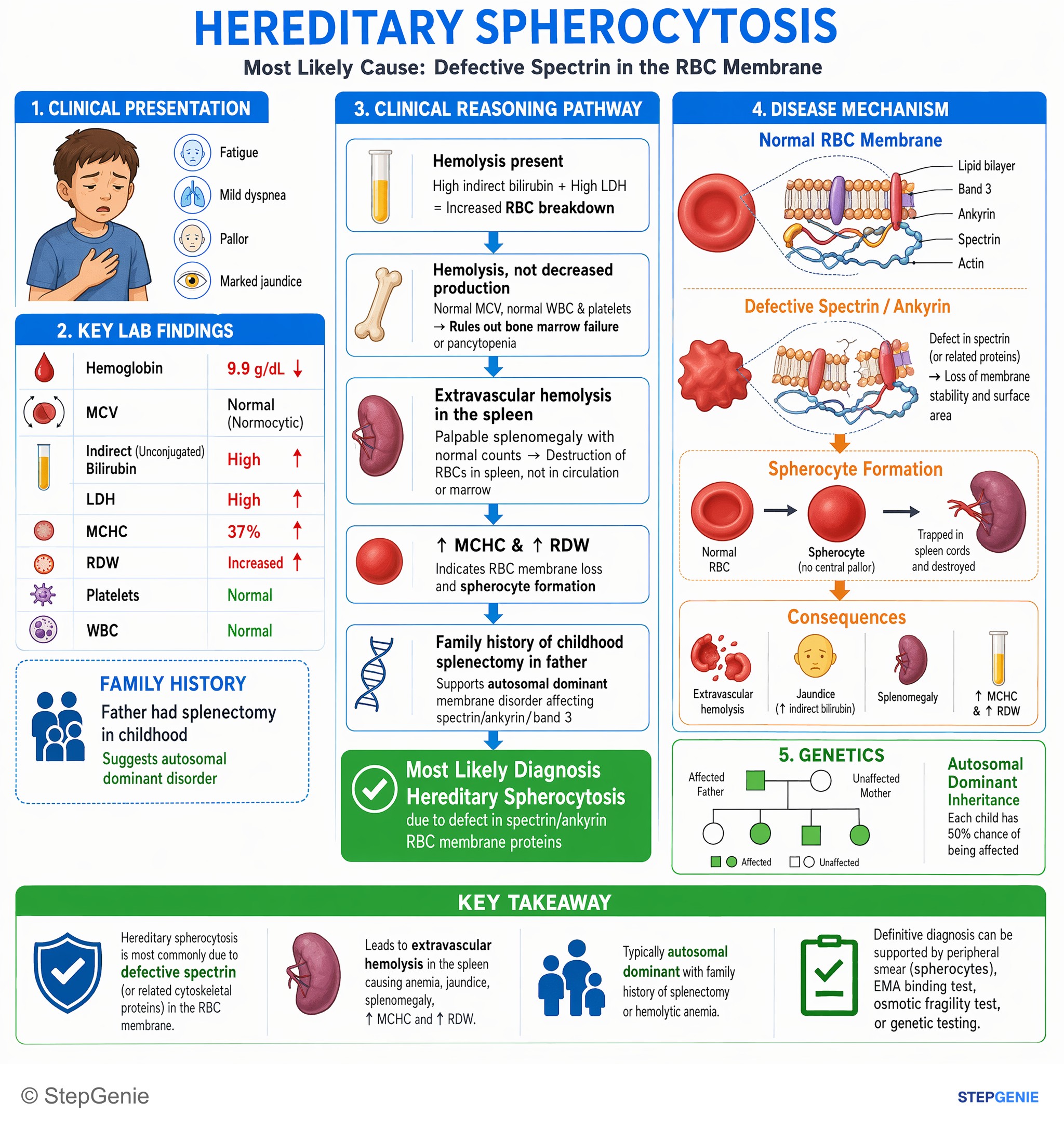 Hemolytic disorders — StepGenie USMLE Step 1 explanation infographic