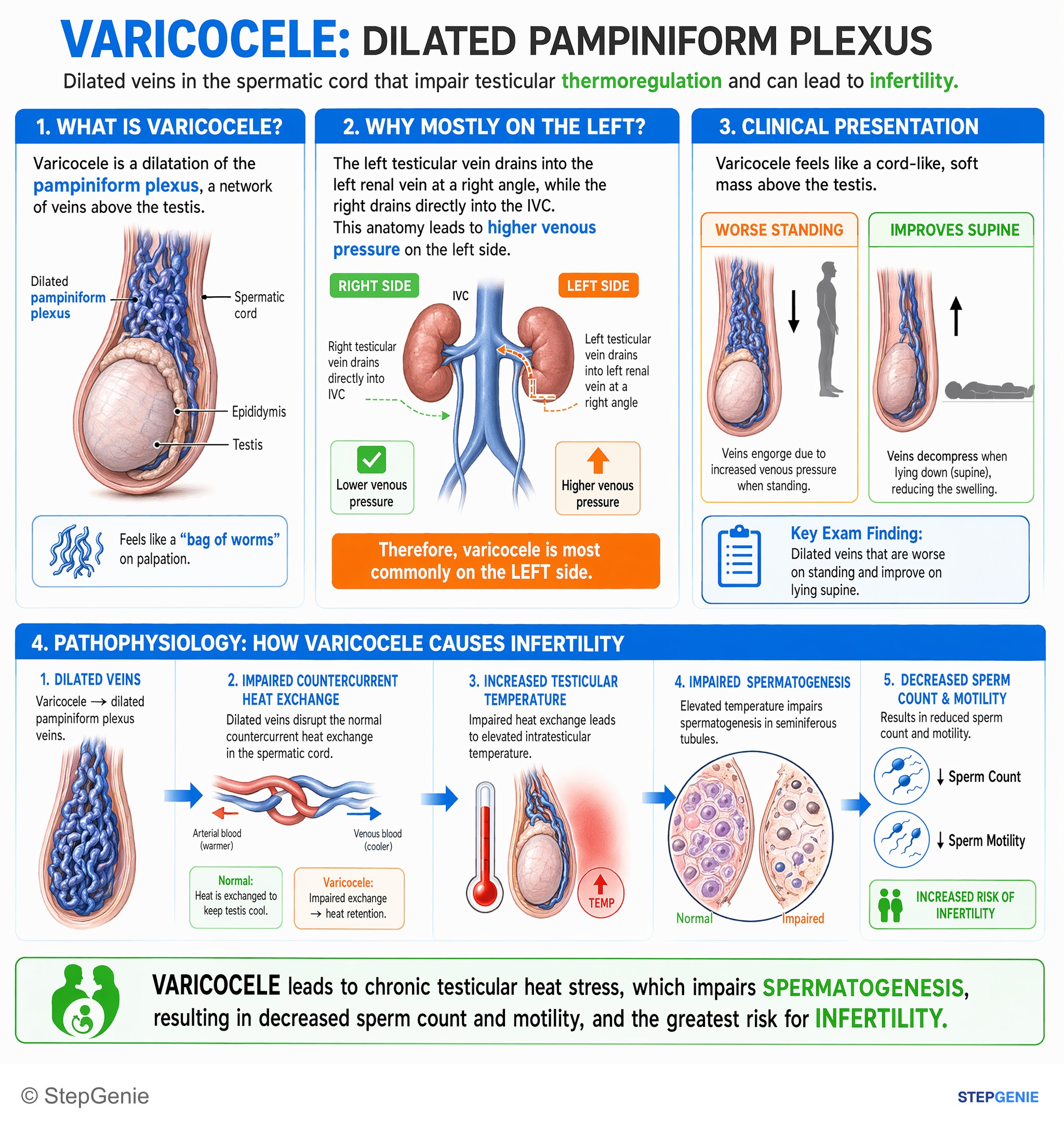 Disorders of the male reproductive system — StepGenie USMLE Step 2 explanation infographic