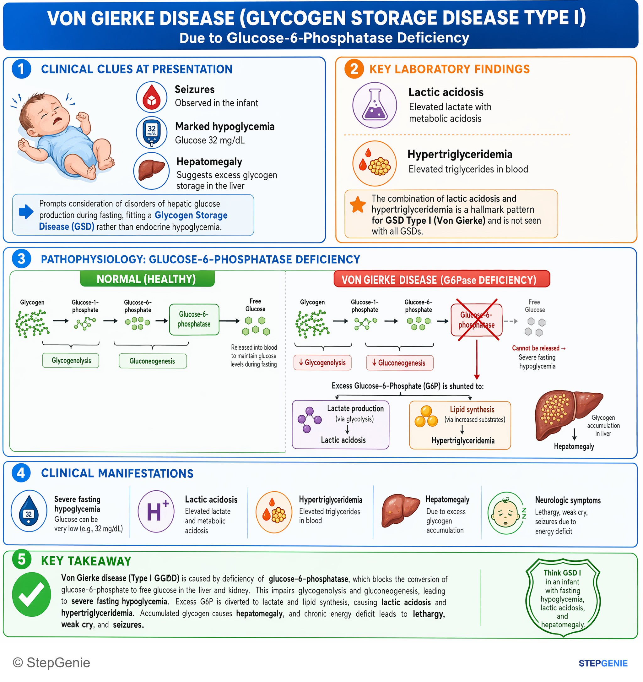 Bioenergetics and carbohydrate metabolism — StepGenie USMLE Step 1 explanation infographic