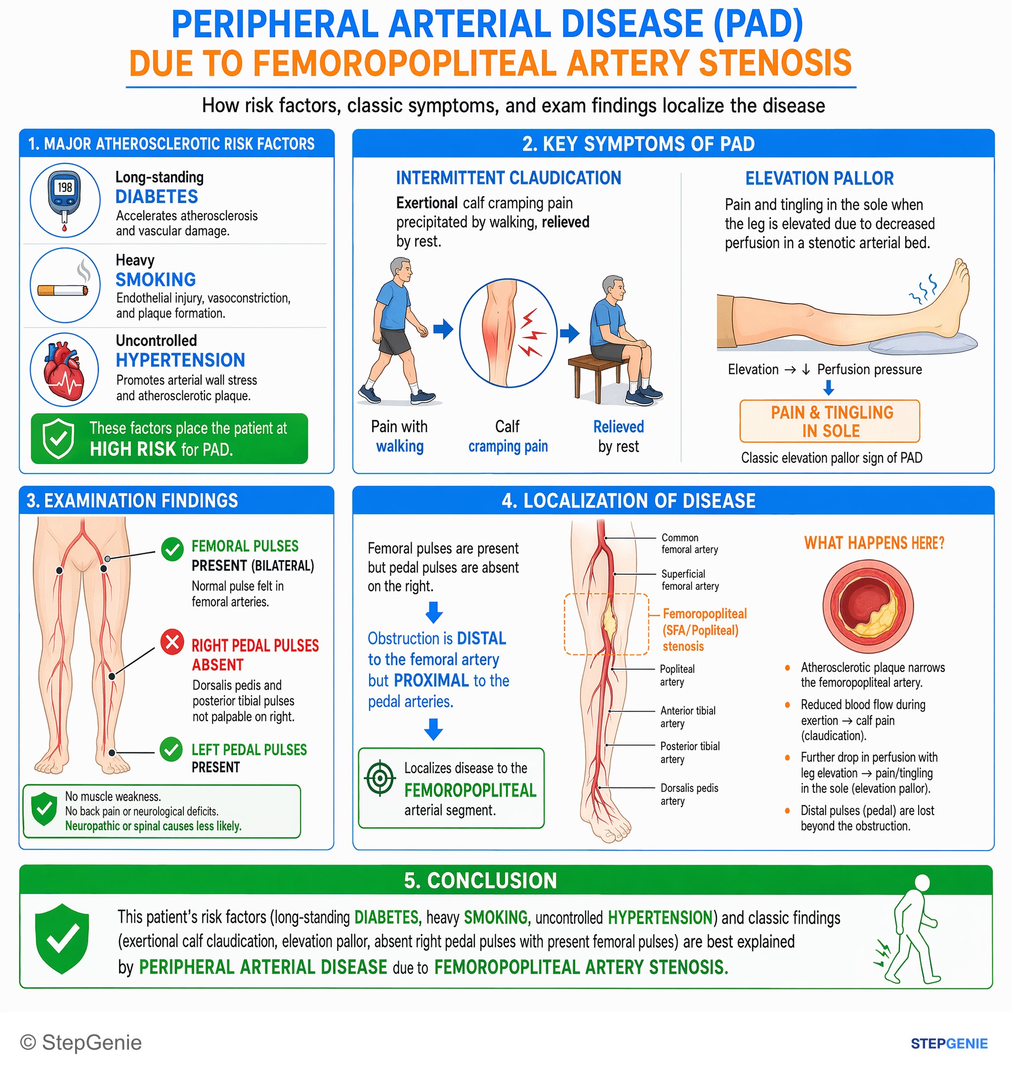 Step-by-step reasoning infographic: Peripheral arterial disease from femoropopliteal stenosis → exertional calf claudication, dependent rubor/elevation pallor, absent distal pulses in…