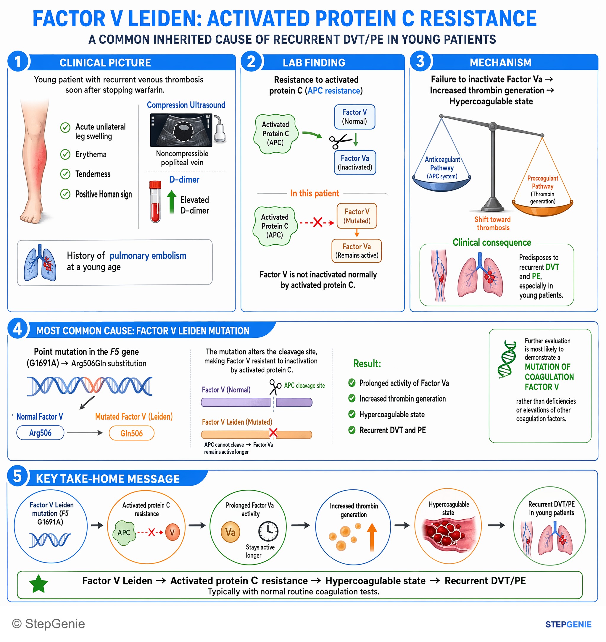 Hemostasis and thrombosis — StepGenie USMLE Step 1 explanation infographic