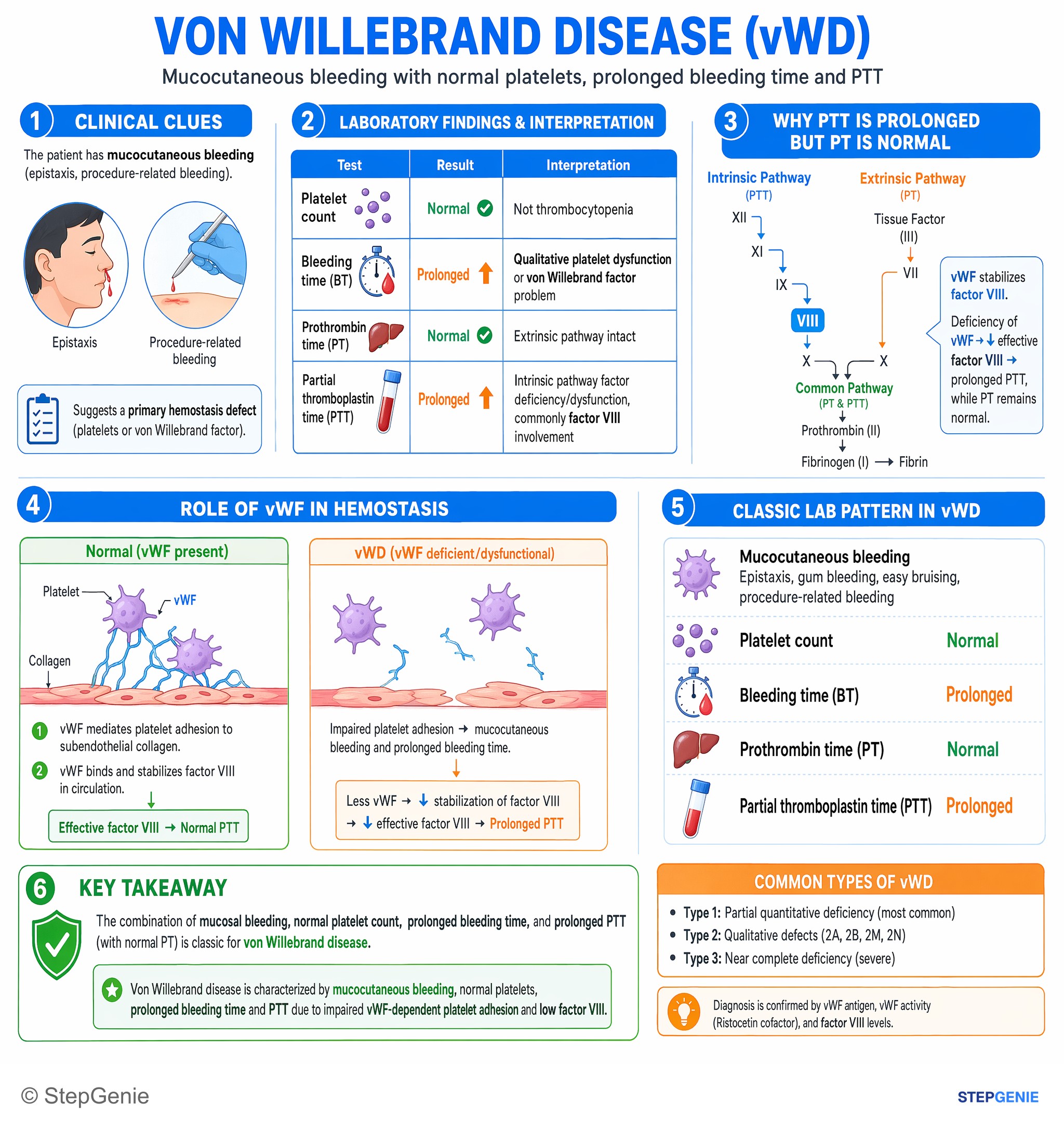 Hemostasis and thrombosis — StepGenie USMLE Step 1 explanation infographic