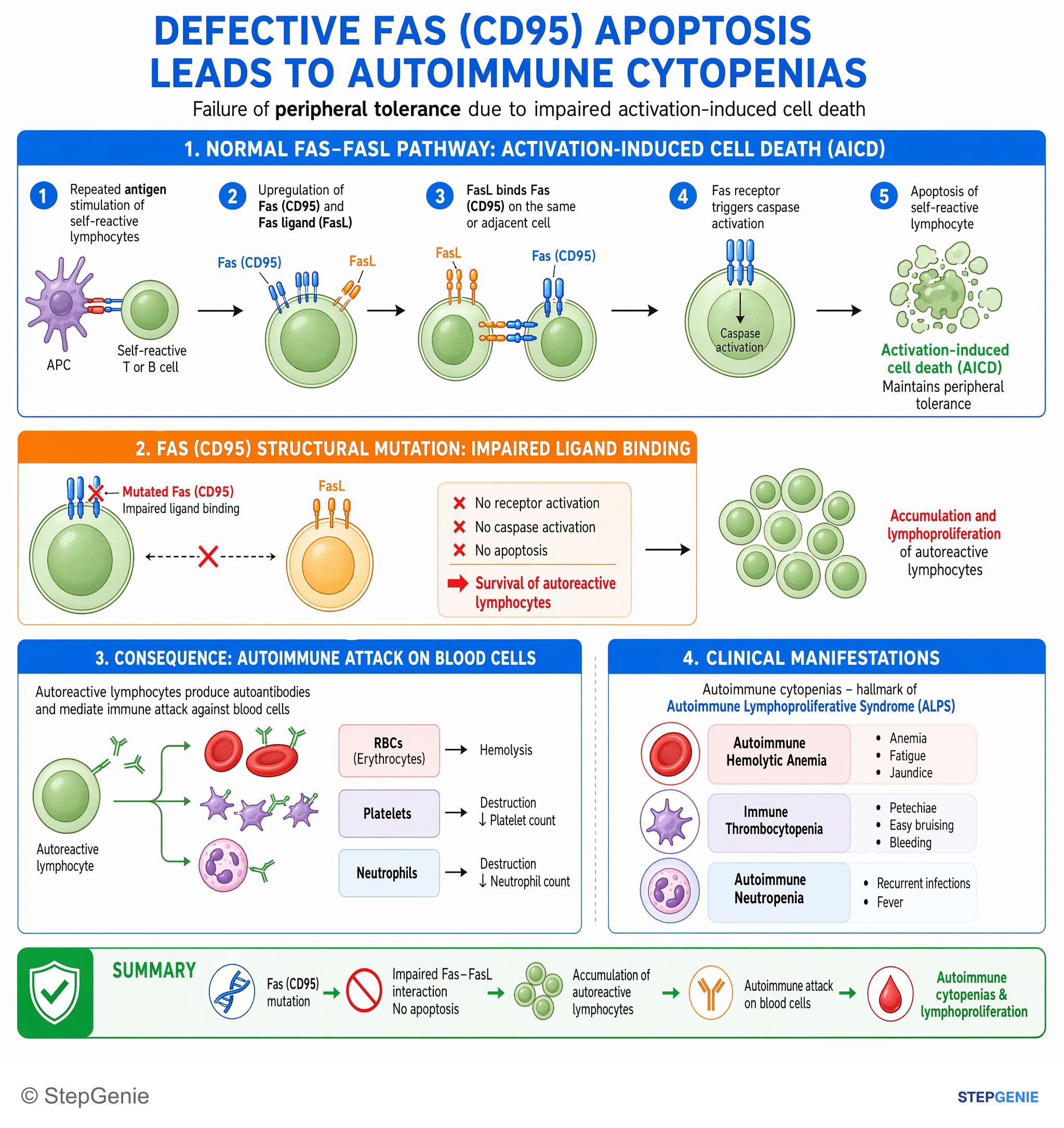 Cell-mediated immunity and disorders — StepGenie USMLE Step 1 explanation infographic