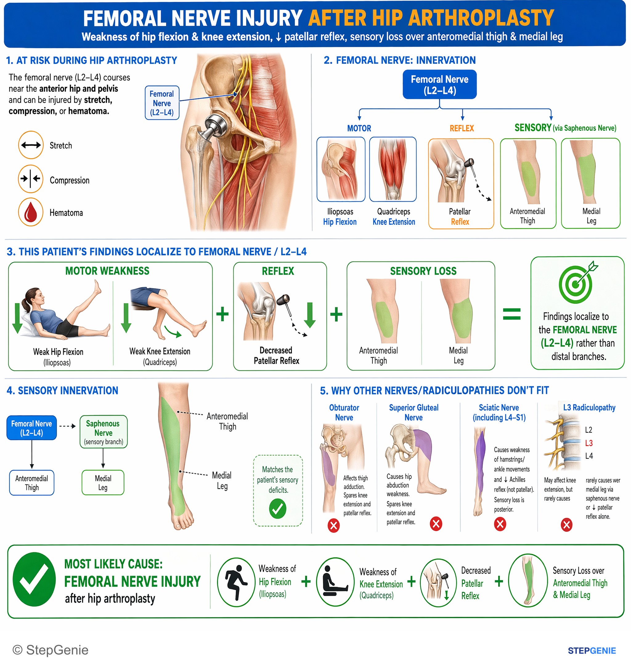 Lower limb nerves — StepGenie USMLE Step 1 explanation infographic