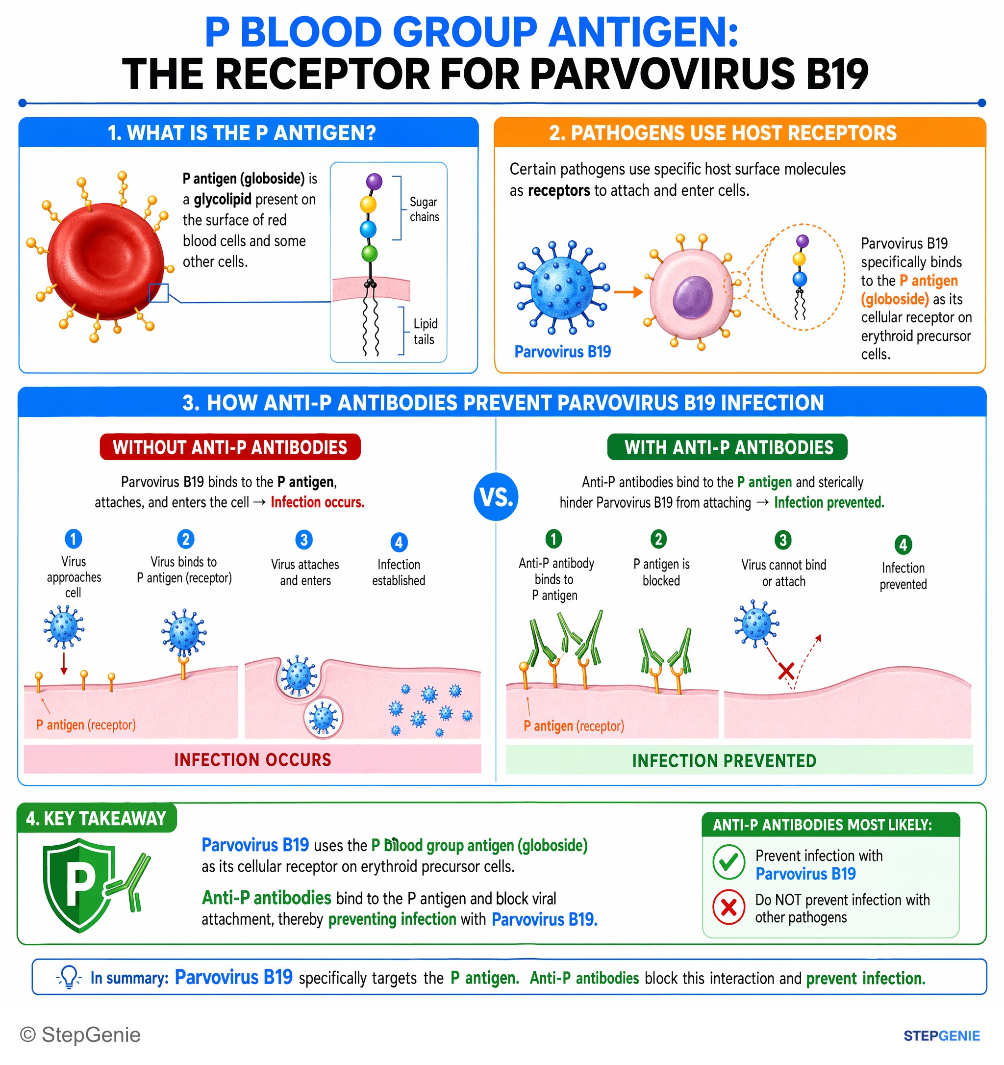 Viral infections — StepGenie USMLE Step 1 explanation infographic