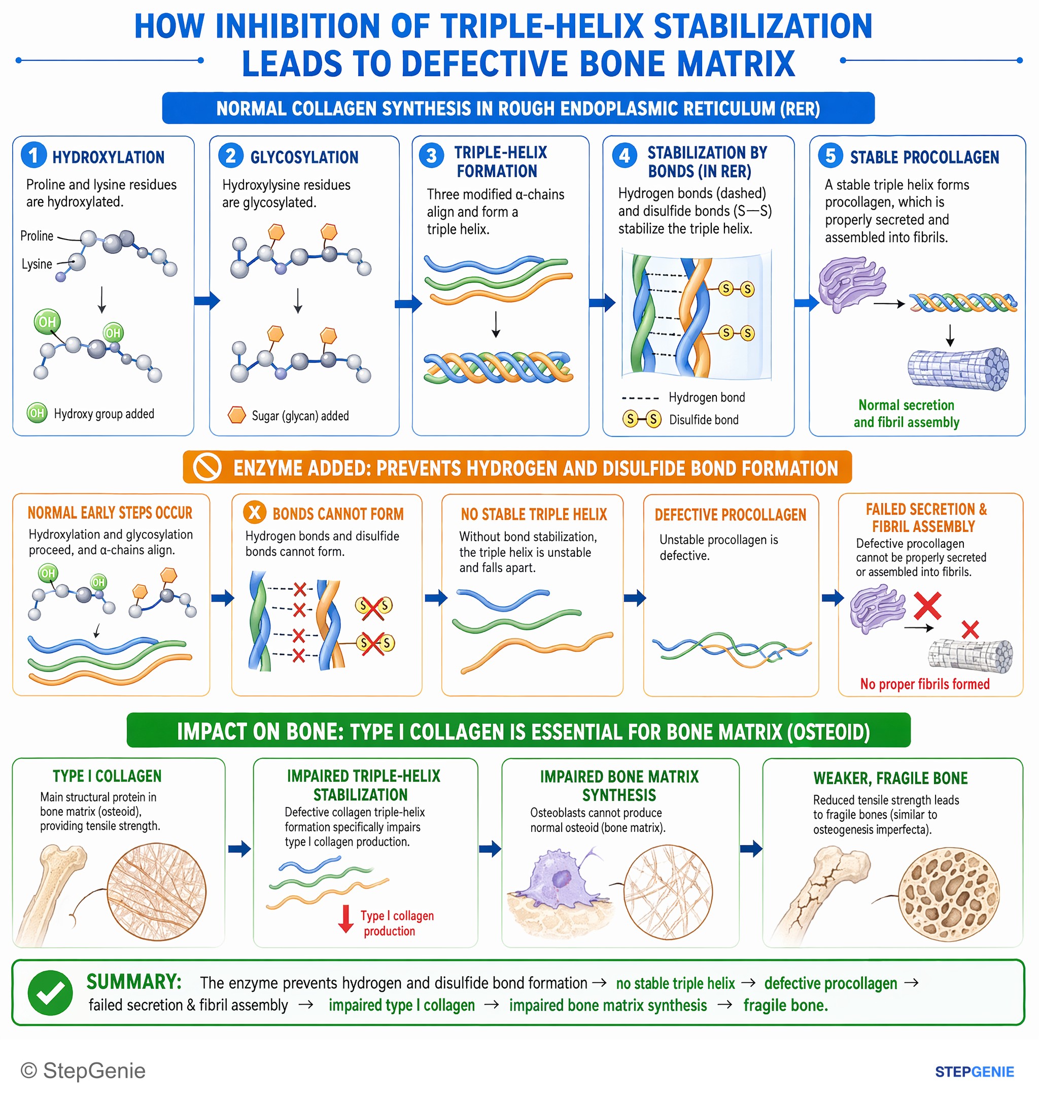 Collagen / Connective tissue disorders — StepGenie USMLE Step 1 explanation infographic