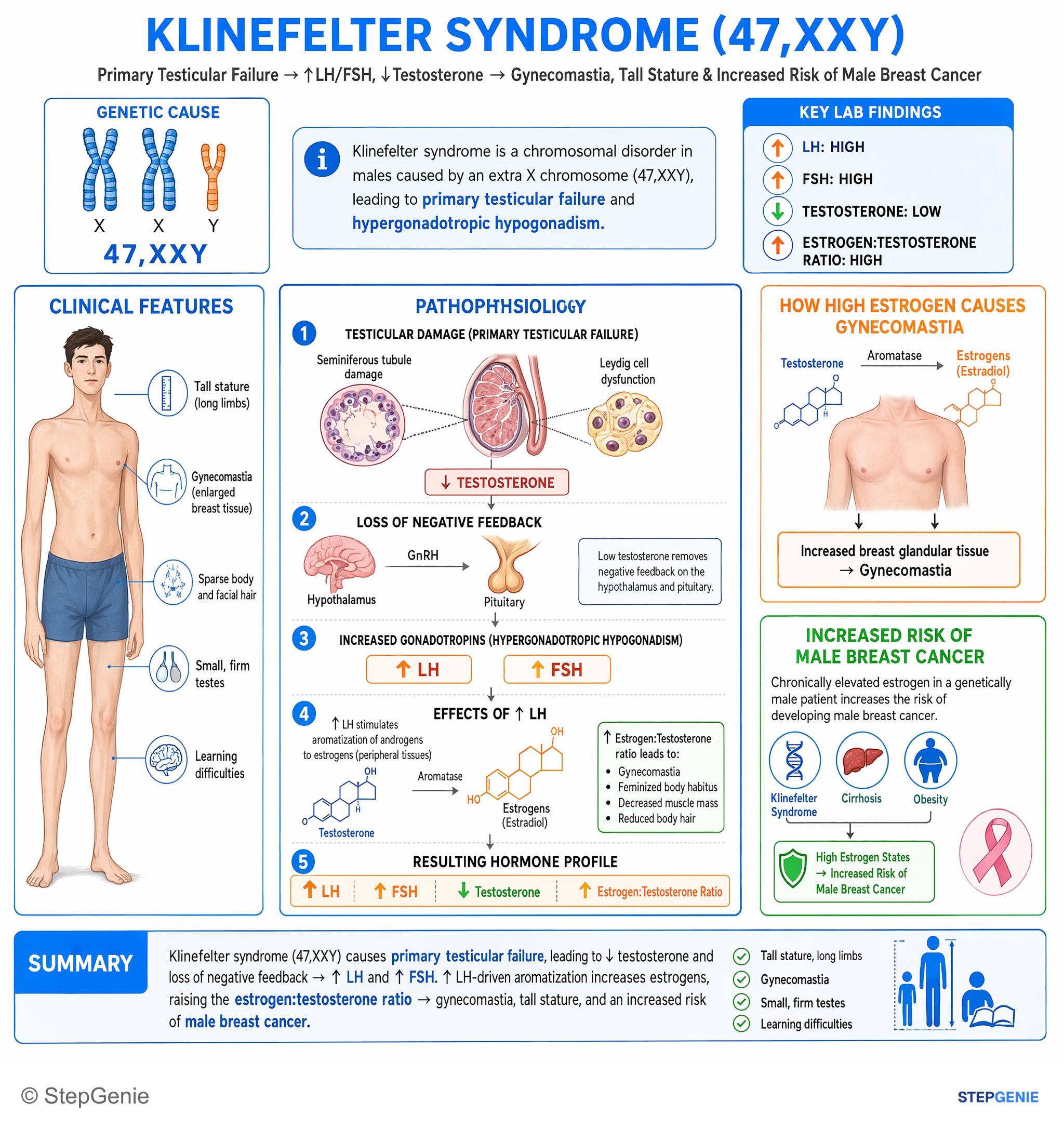 Disorders of the male reproductive system — StepGenie USMLE Step 1 explanation infographic