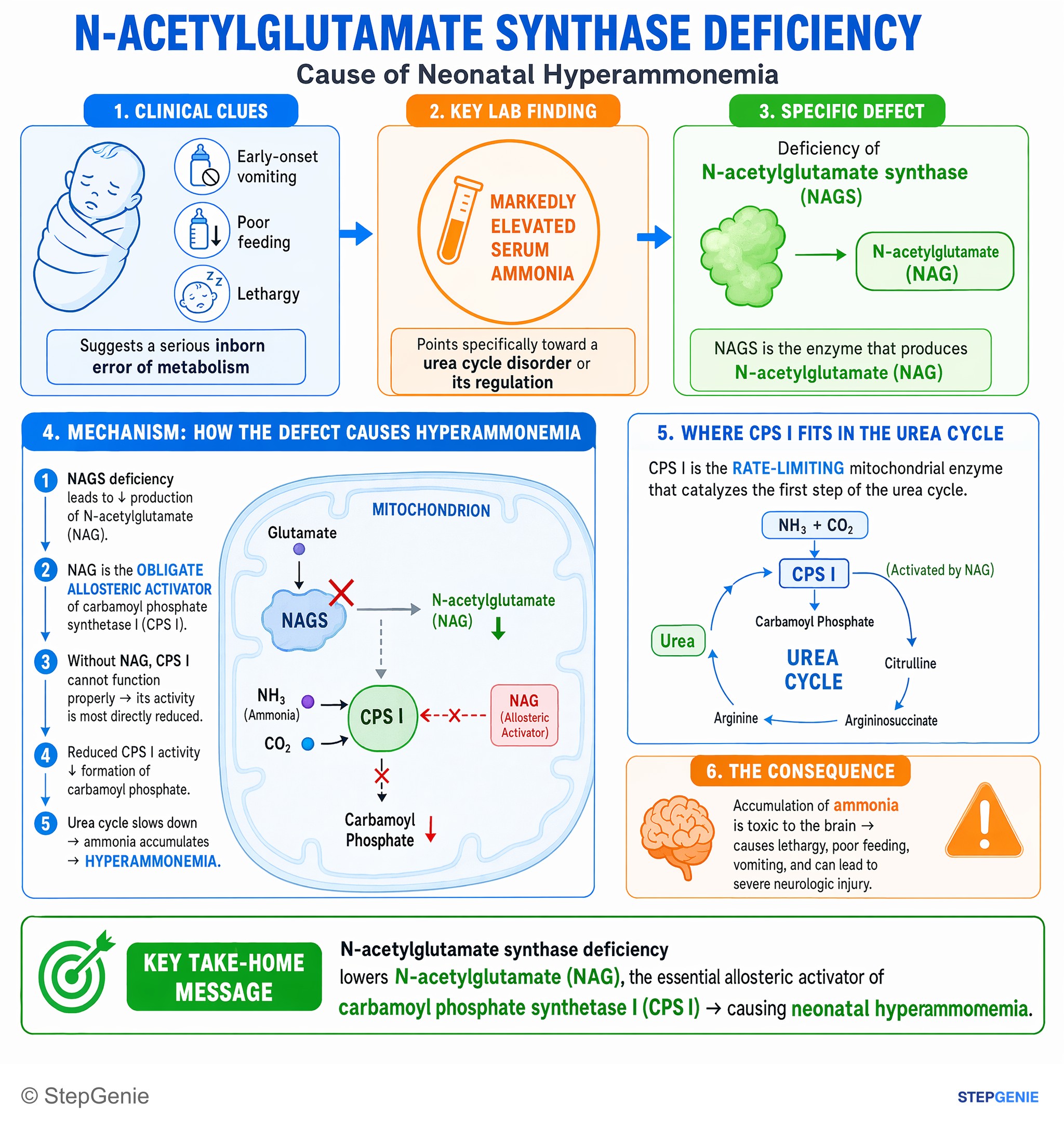 Bioenergetics and carbohydrate metabolism — StepGenie USMLE Step 1 explanation infographic