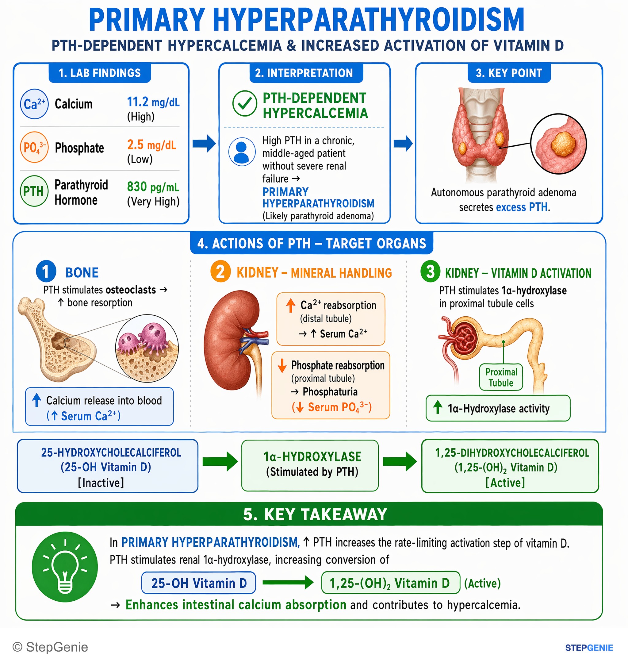 PTH, Ca, PO4, ALP, Vit D stuff — StepGenie USMLE Step 1 explanation infographic