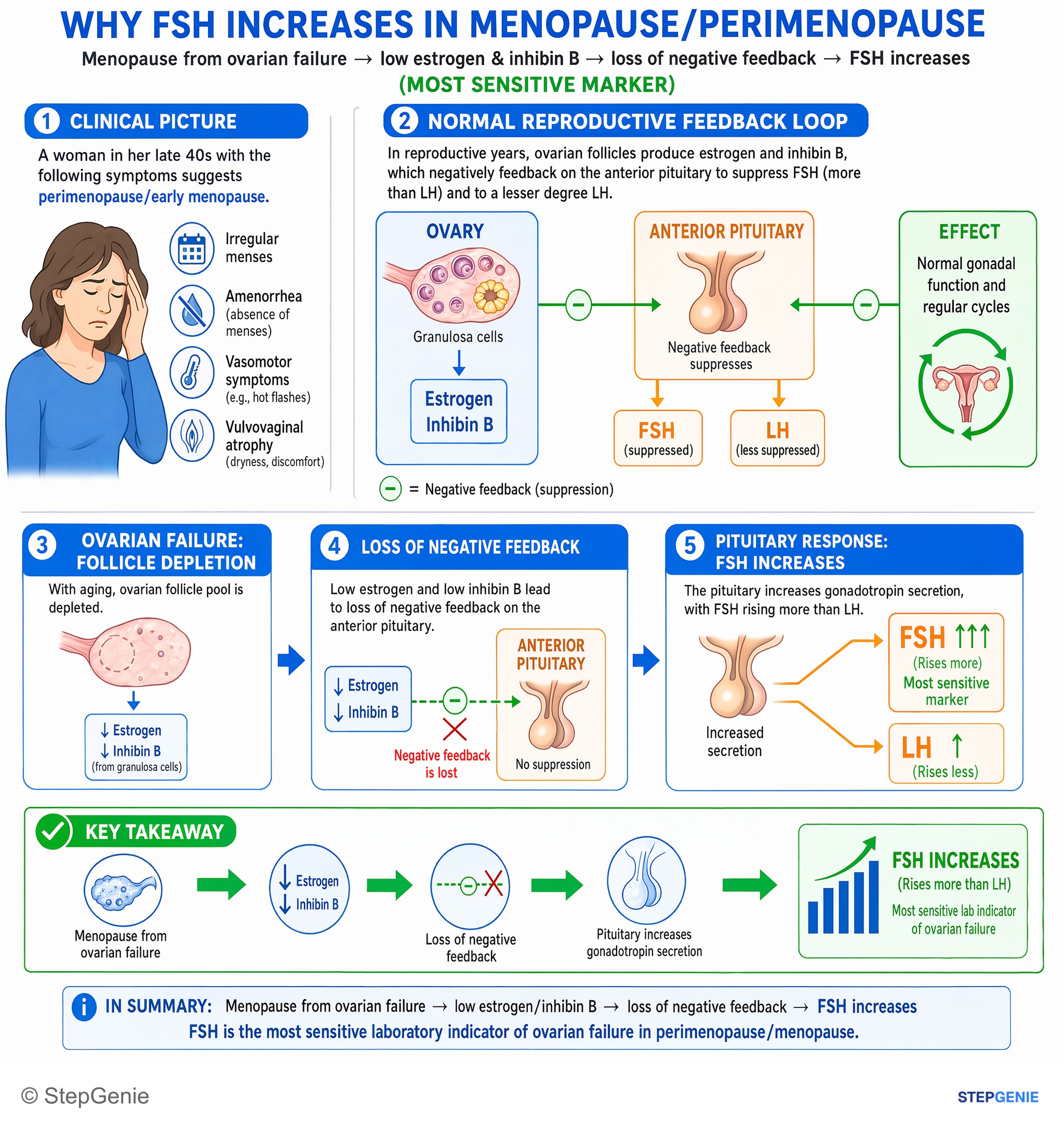 Normal structure and function of the female reproductive system and breast — StepGenie USMLE Step 1 explanation infographic