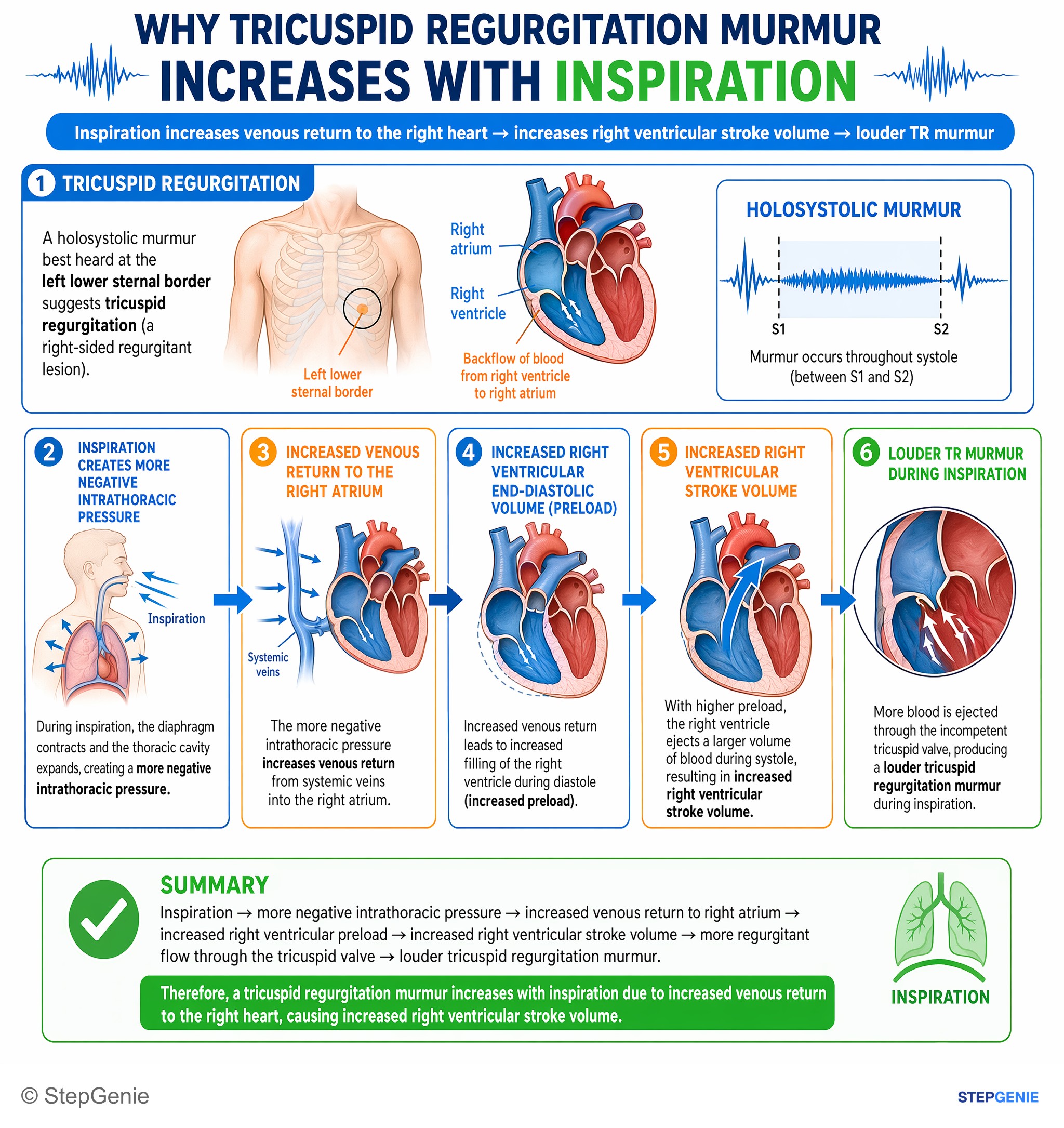 Normal structure and function of the cardiovascular system — StepGenie USMLE Step 1 explanation infographic