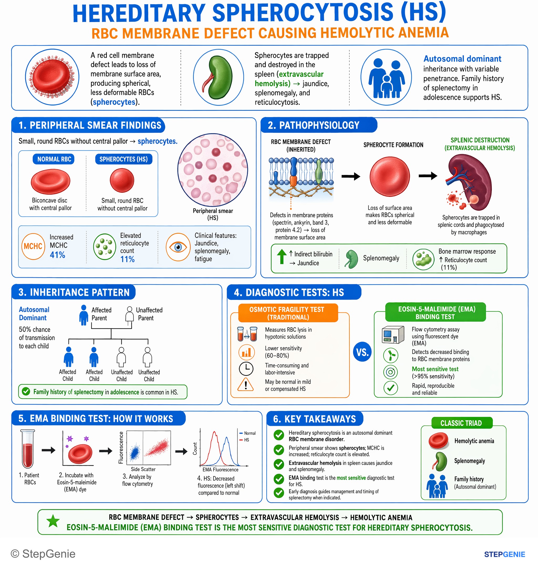 Hemolytic disorders — StepGenie USMLE Step 1 explanation infographic