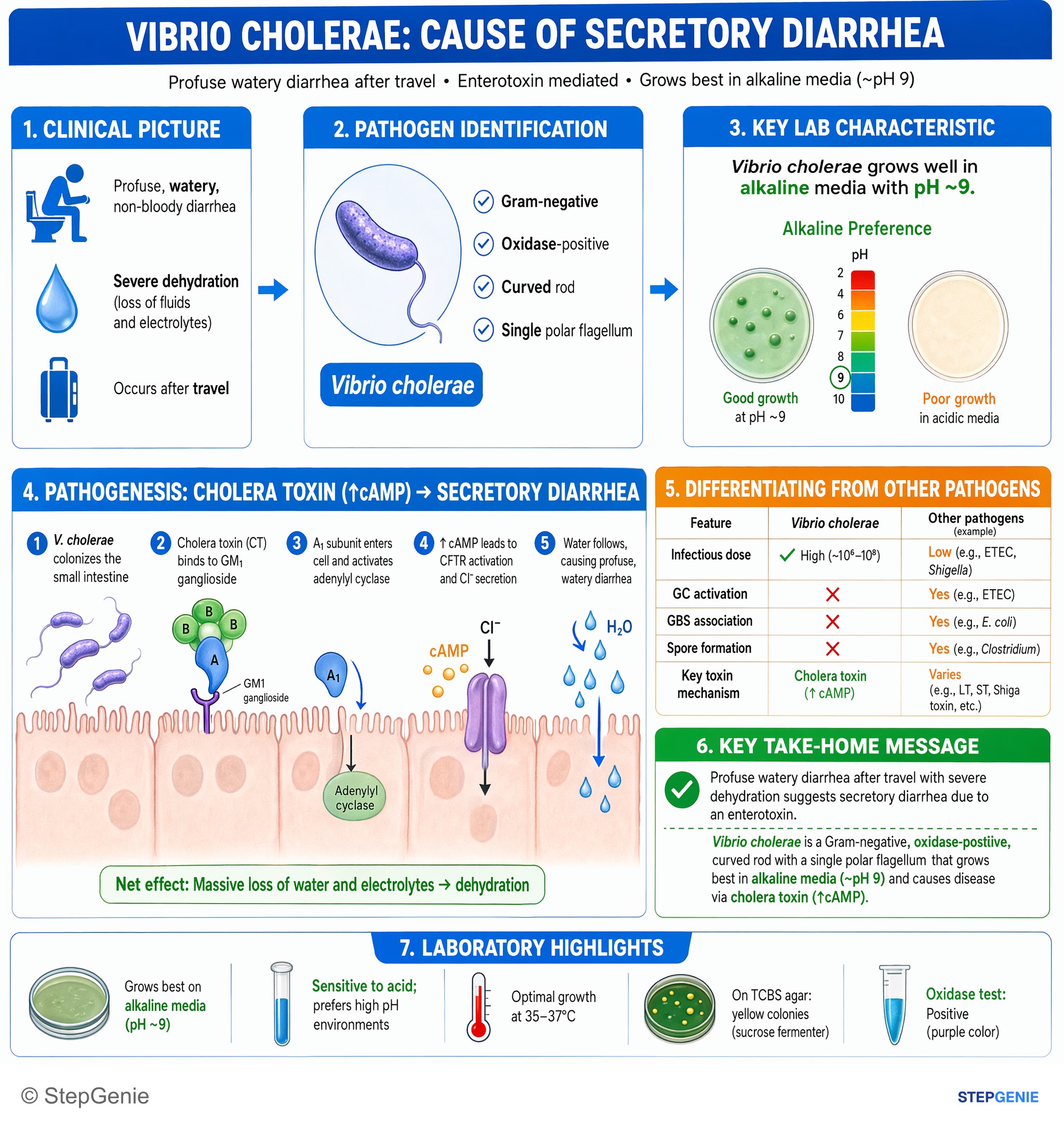 Bacterial infections — StepGenie USMLE Step 1 explanation infographic