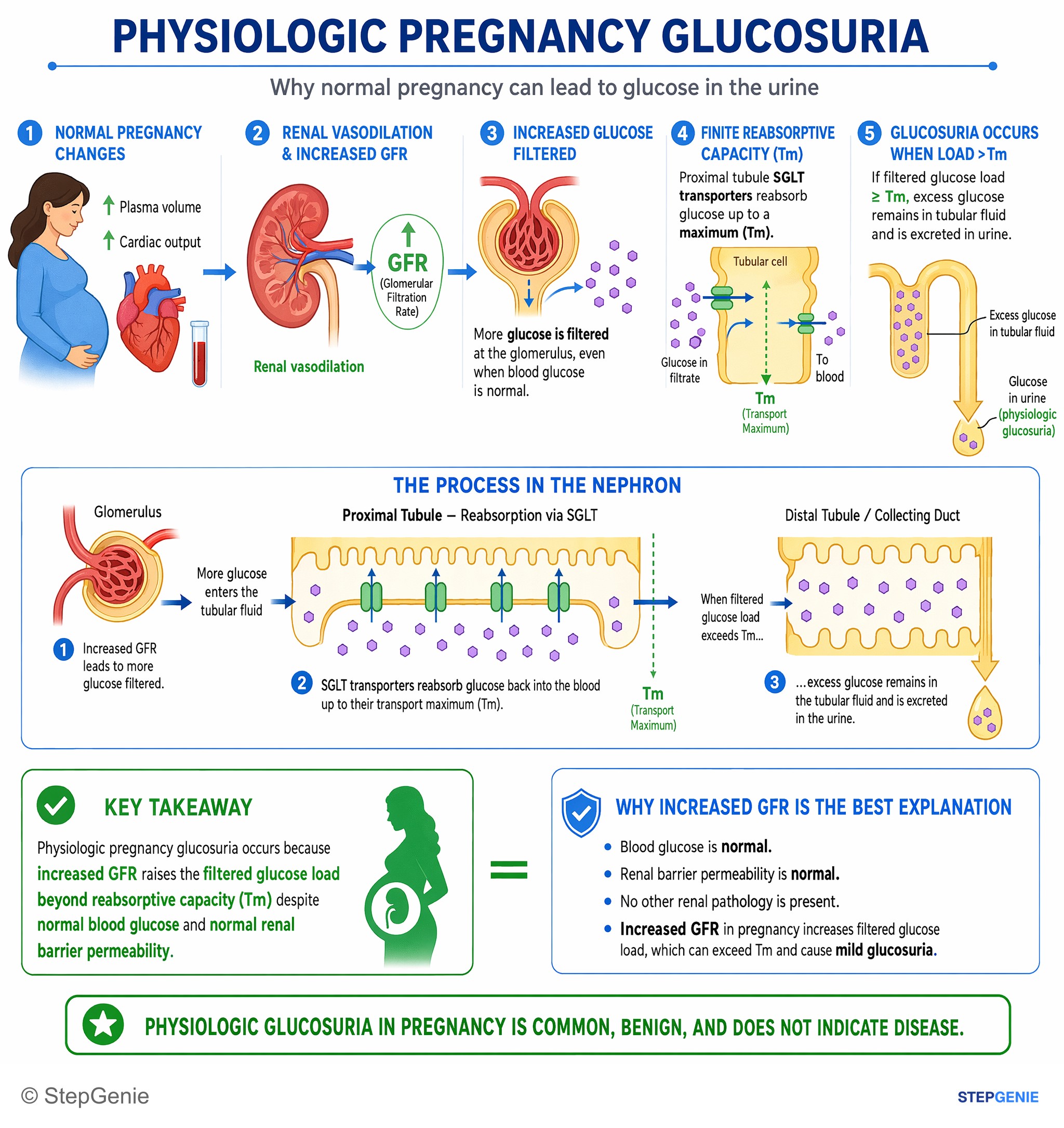 Normal structure and function of the kidneys and urinary system — StepGenie USMLE Step 1 explanation infographic