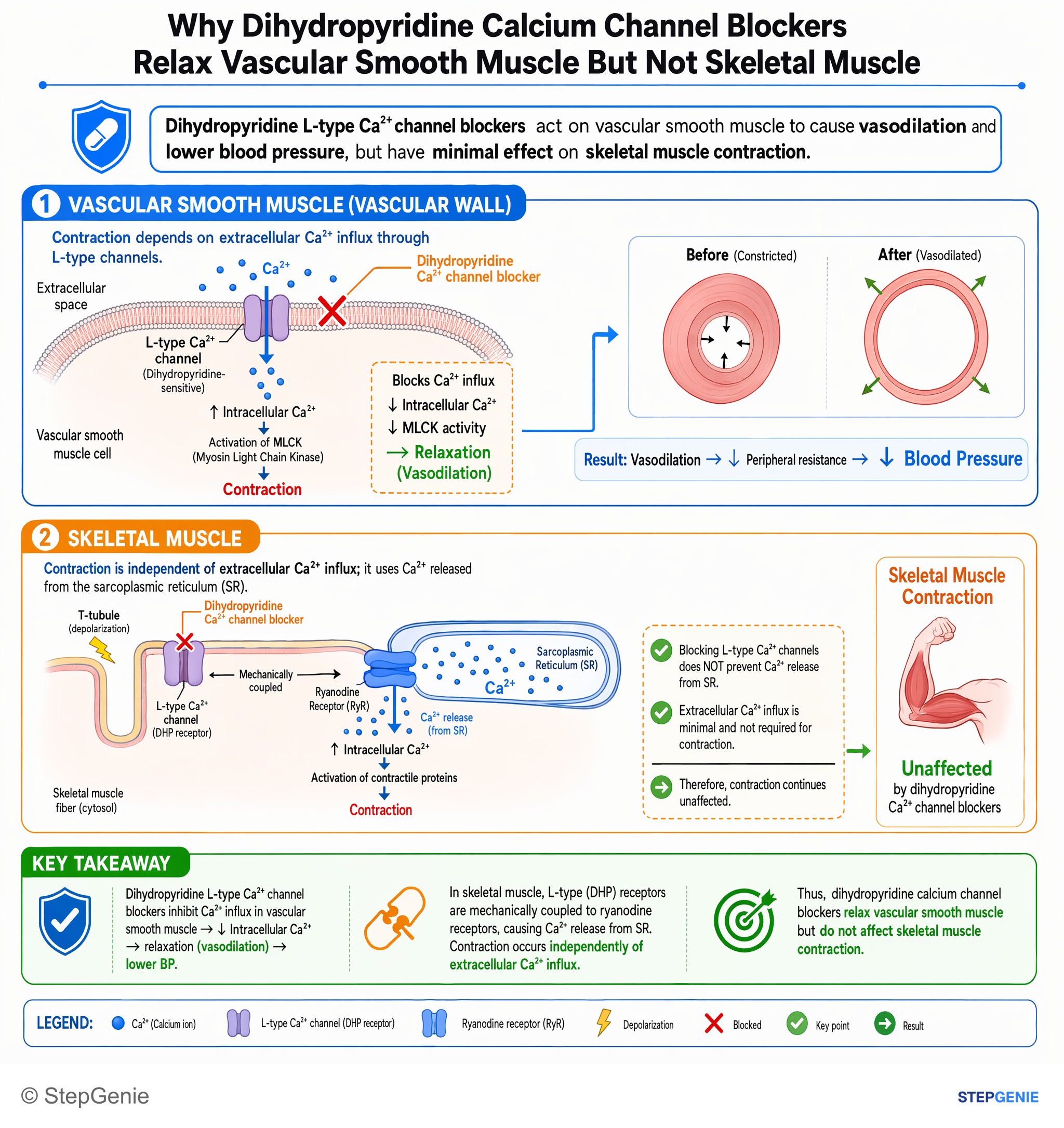 Normal structure and function of the musculoskeletal system — StepGenie USMLE Step 1 explanation infographic