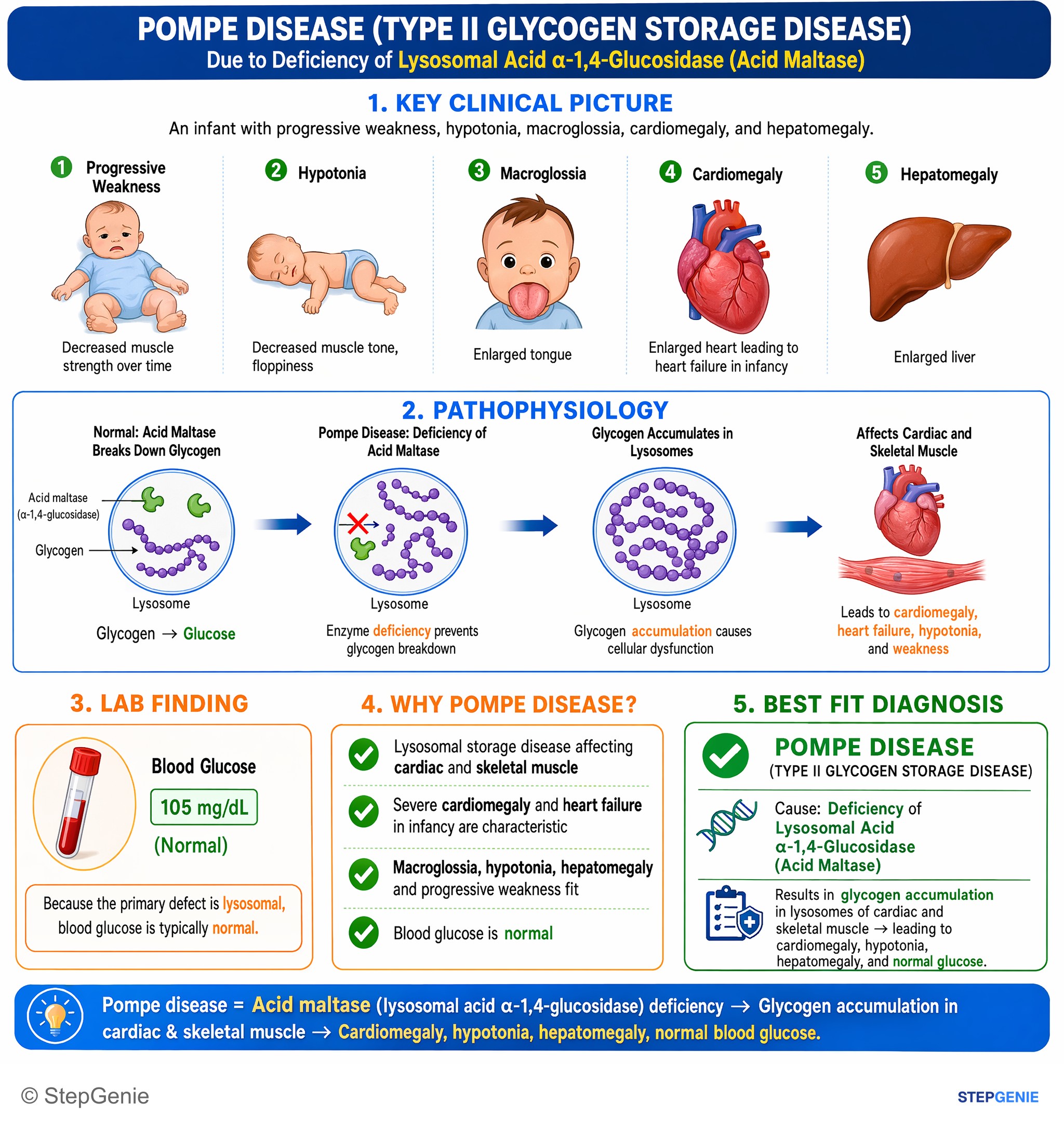 Glycogen storage diseases — StepGenie USMLE Step 1 explanation infographic