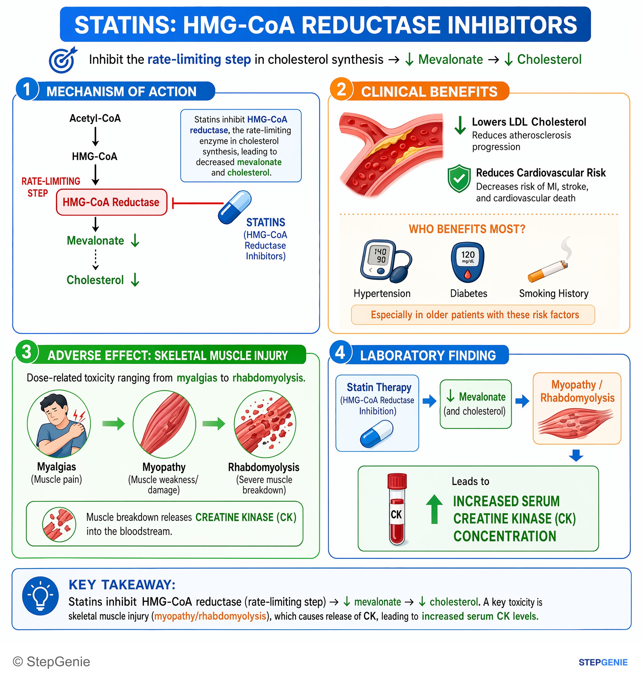 Cardiovascular drugs — StepGenie USMLE Step 1 explanation infographic