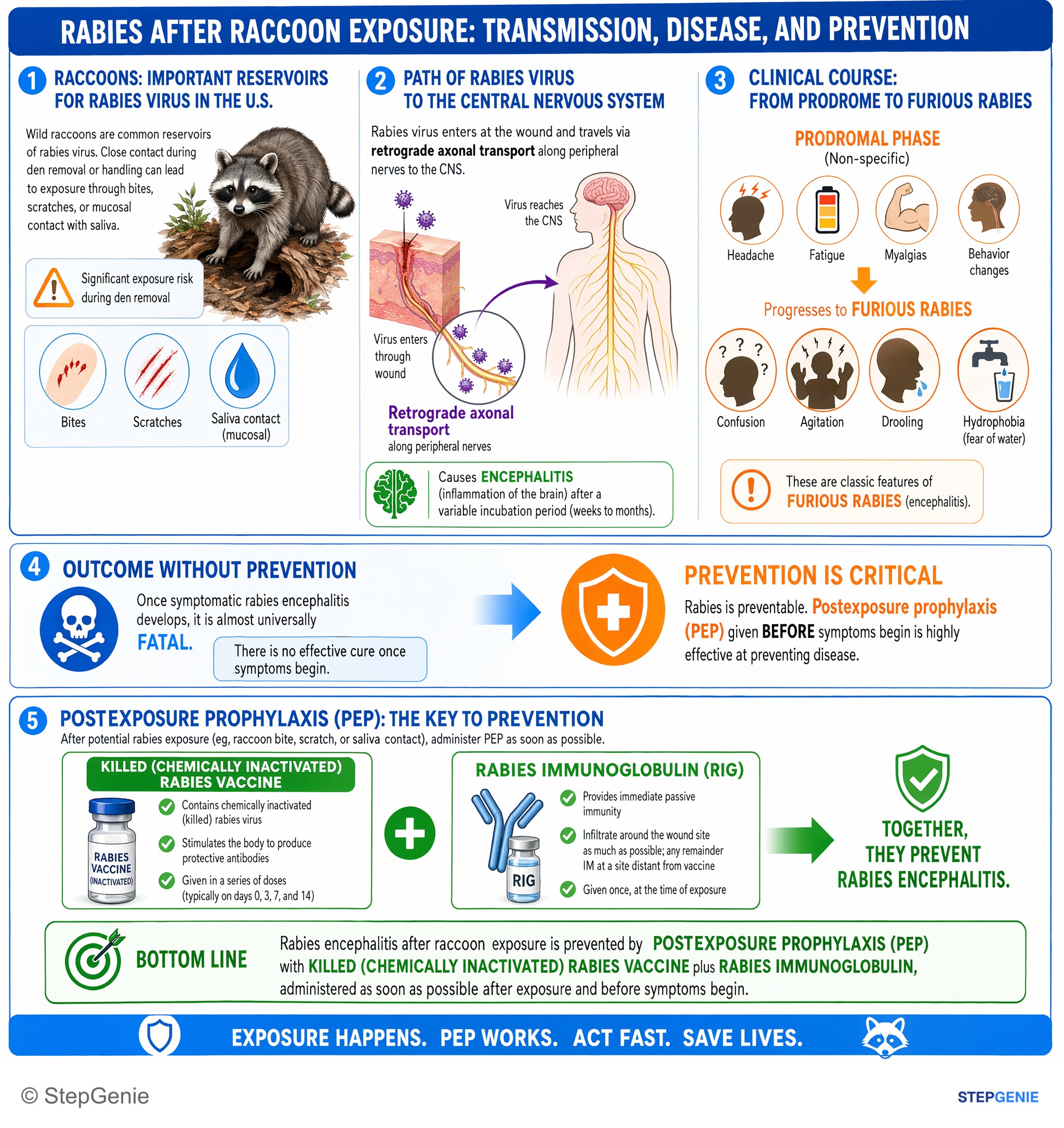 Viral infections — StepGenie USMLE Step 2 explanation infographic