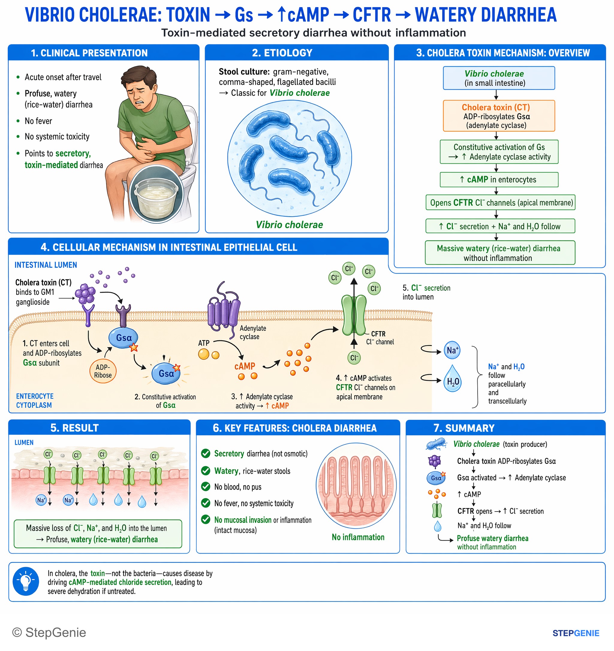 Gastroenterology — StepGenie USMLE Step 1 explanation infographic