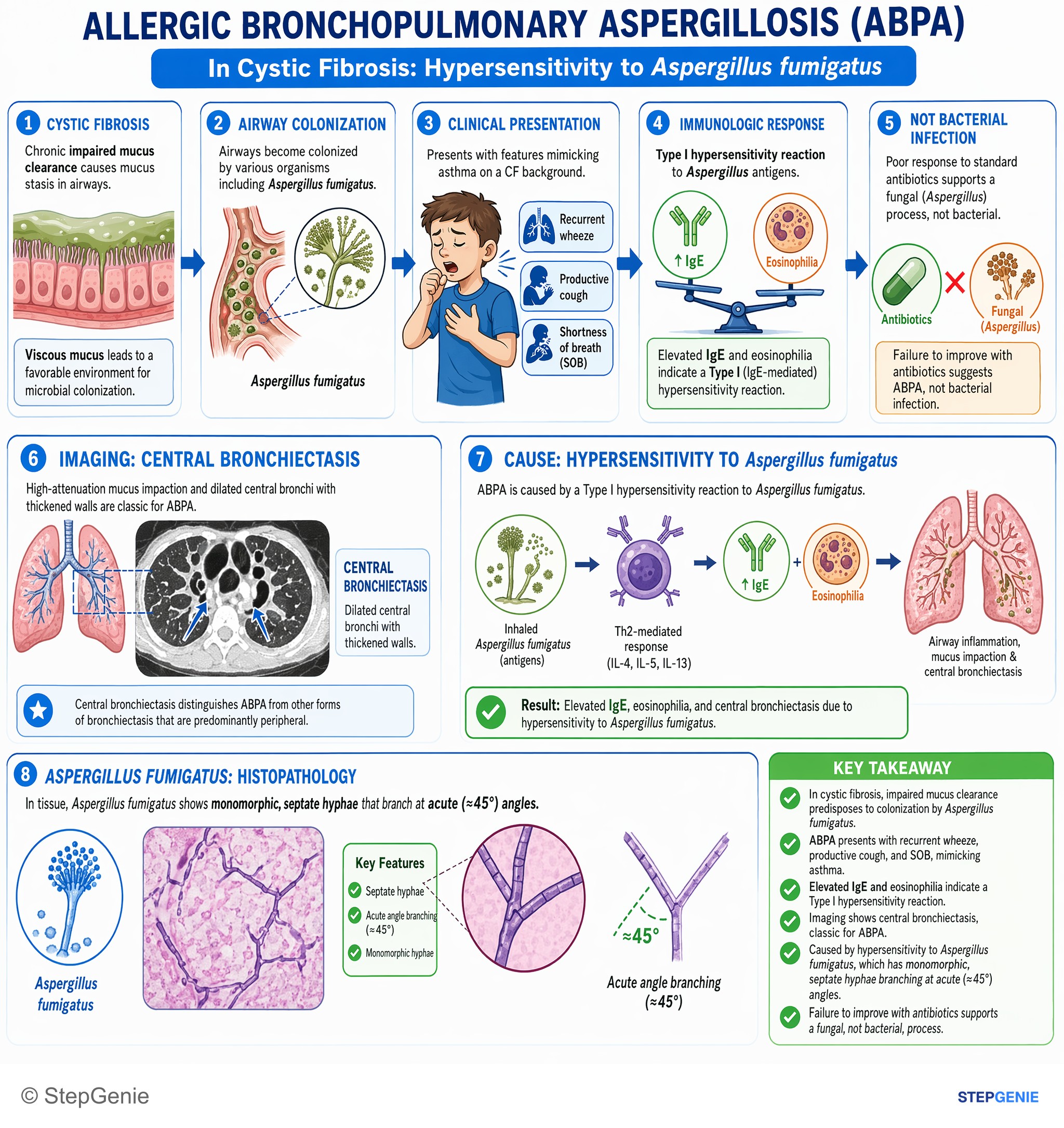 Pulmonary infections — StepGenie USMLE Step 1 explanation infographic