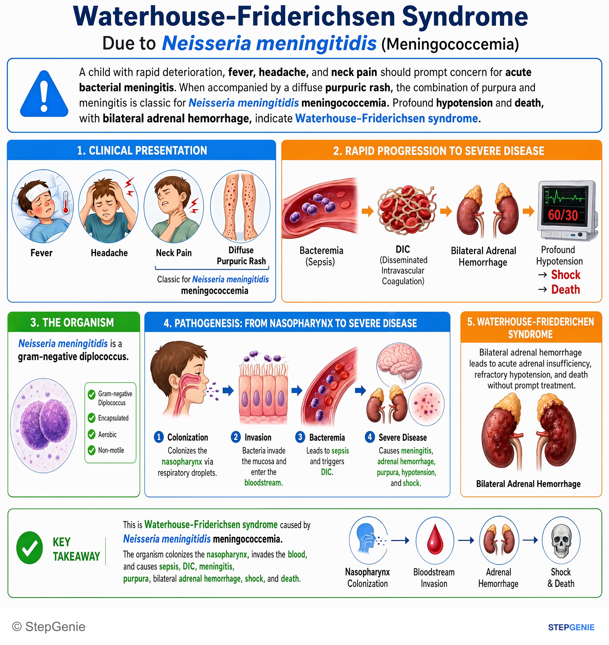 Bacterial infections — StepGenie USMLE Step 1 explanation infographic