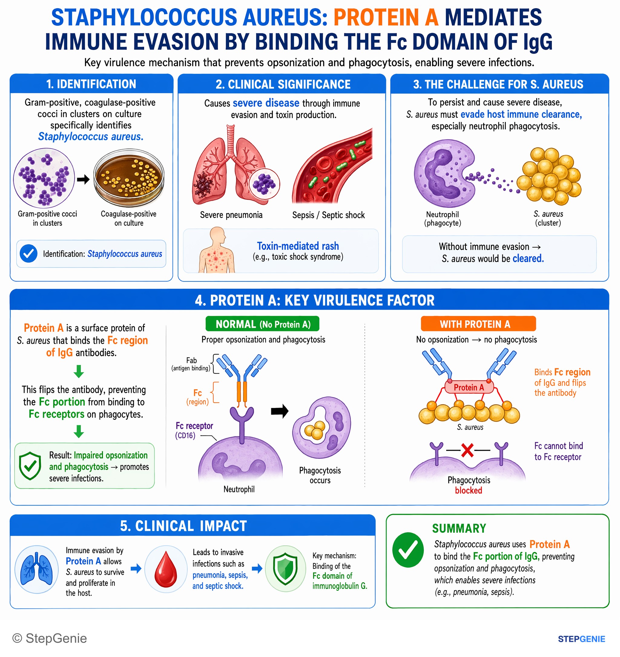 Bacterial infections — StepGenie USMLE Step 1 explanation infographic