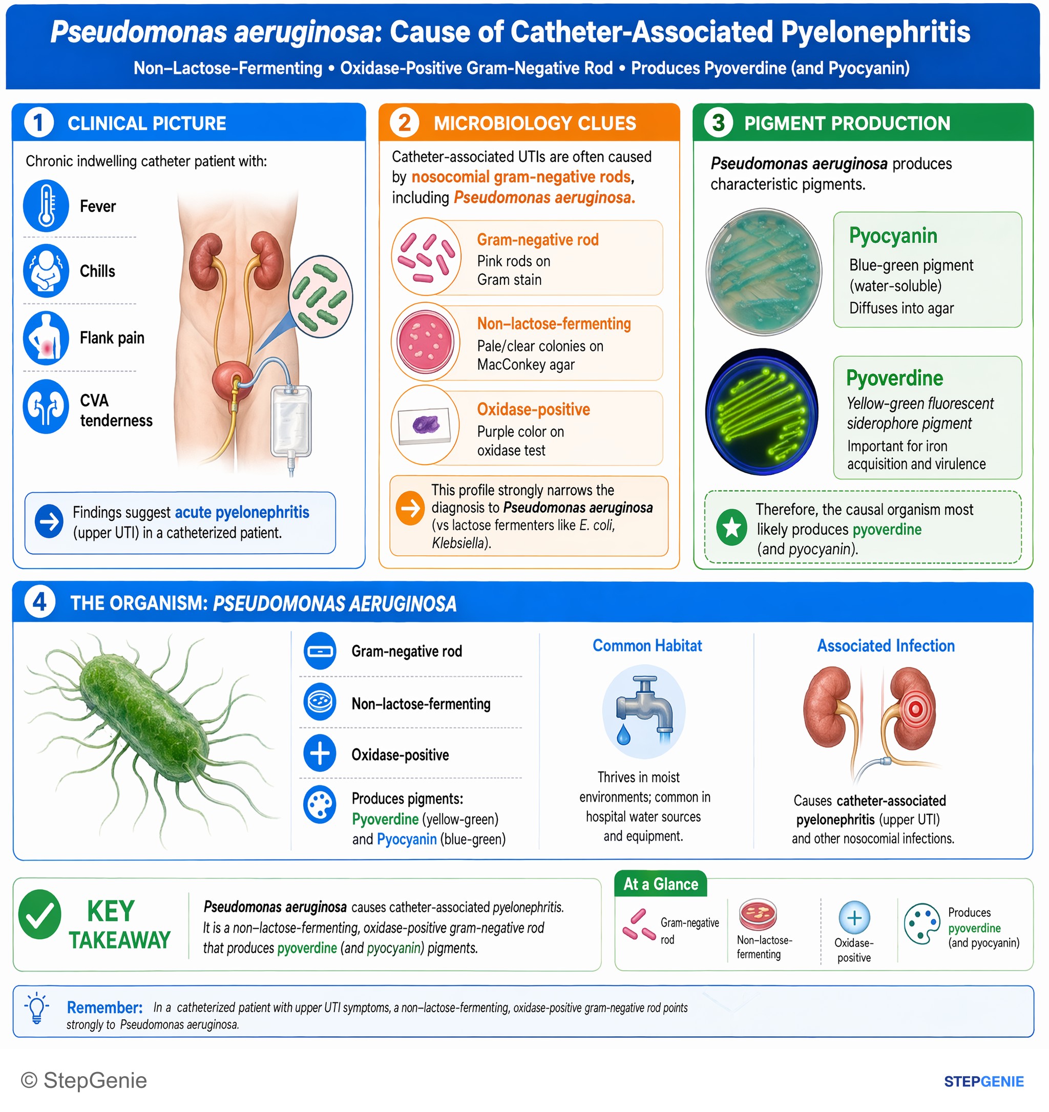 Genitourinary tract infections — StepGenie USMLE Step 1 explanation infographic