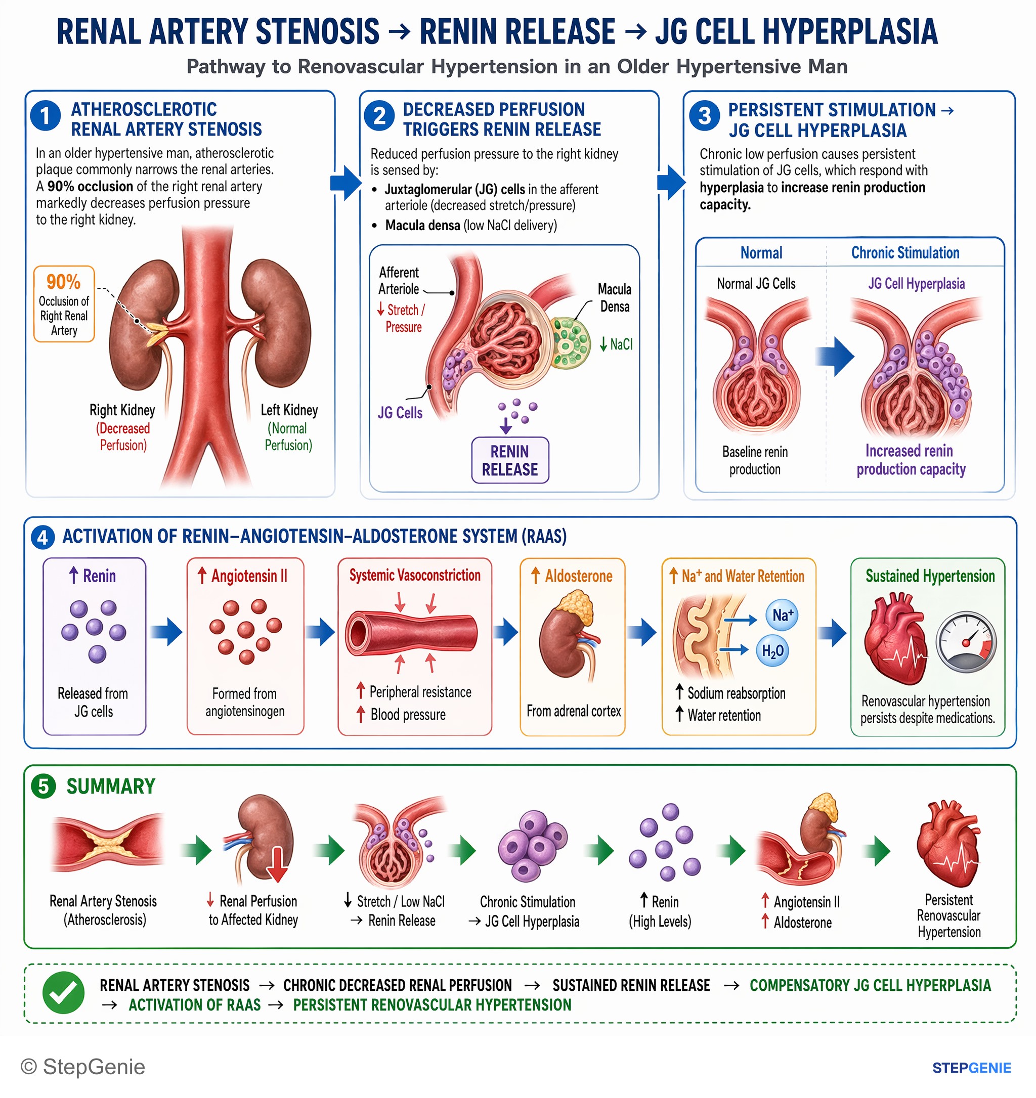 Normal structure and function of the kidneys and urinary system — StepGenie USMLE Step 1 explanation infographic