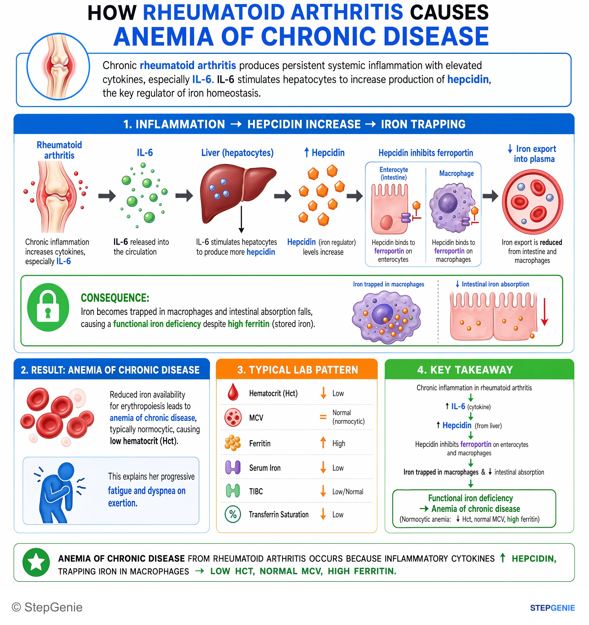 Disorders of RBCs and hemoglobin — StepGenie USMLE Step 1 explanation infographic