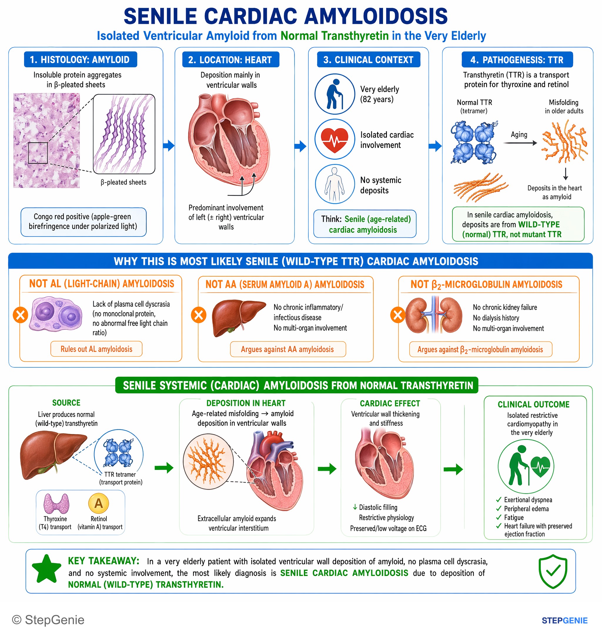 Normal structure and function of the cardiovascular system — StepGenie USMLE Step 1 explanation infographic