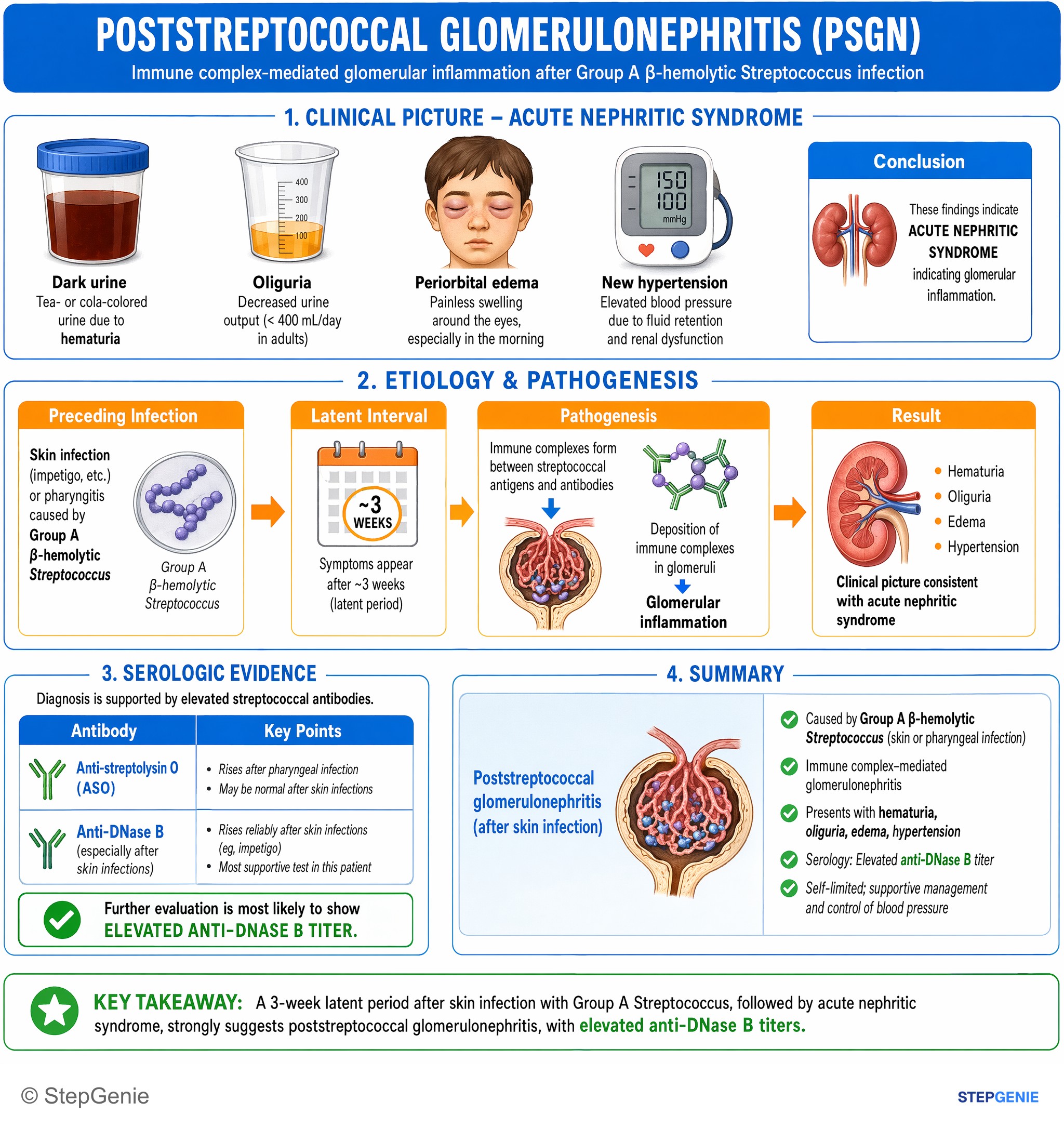 Nephrotic & nephritic syndromes — StepGenie USMLE Step 1 explanation infographic