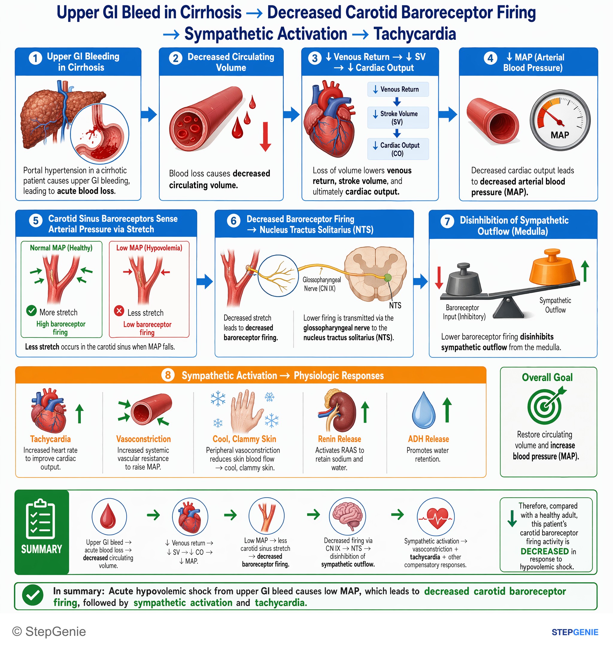 Heart failure and shock — StepGenie USMLE Step 1 explanation infographic