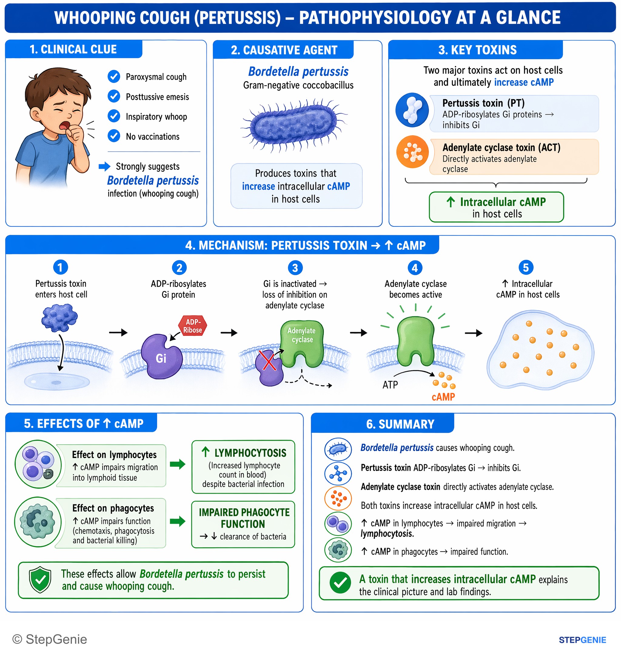 Bacterial infections — StepGenie USMLE Step 1 explanation infographic