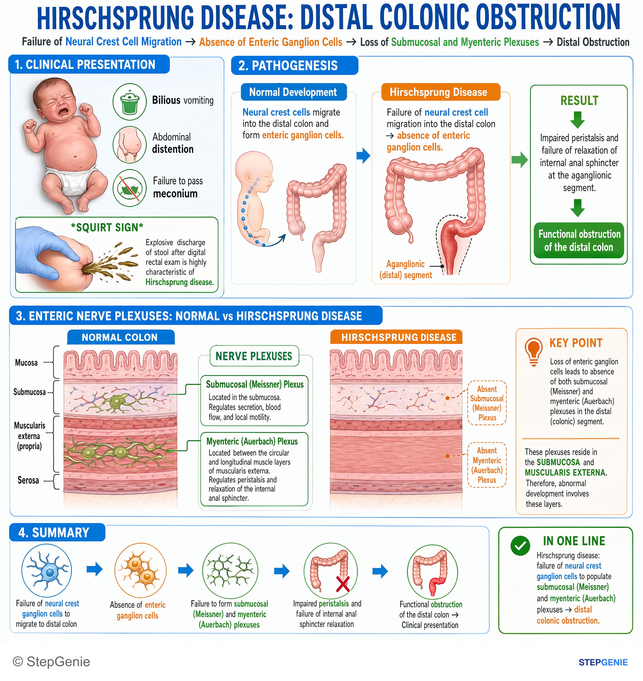 Congenital and developmental anomalies — StepGenie USMLE Step 1 explanation infographic