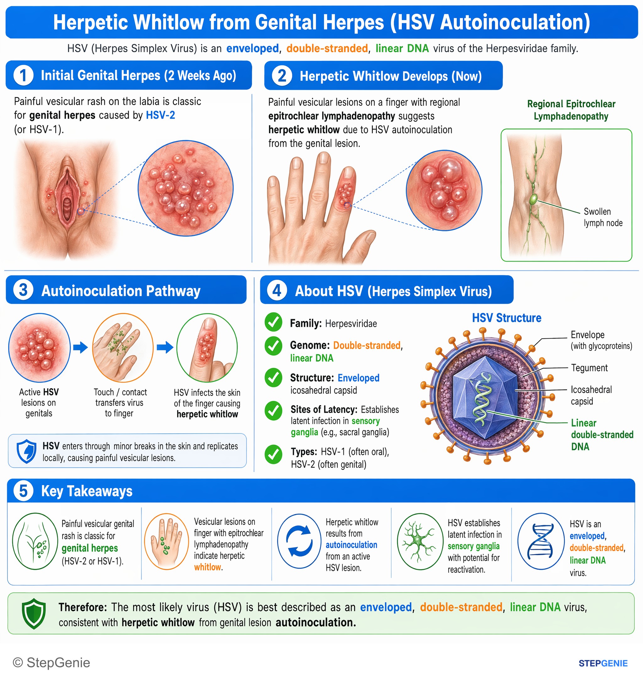 Viral infections — StepGenie USMLE Step 1 explanation infographic