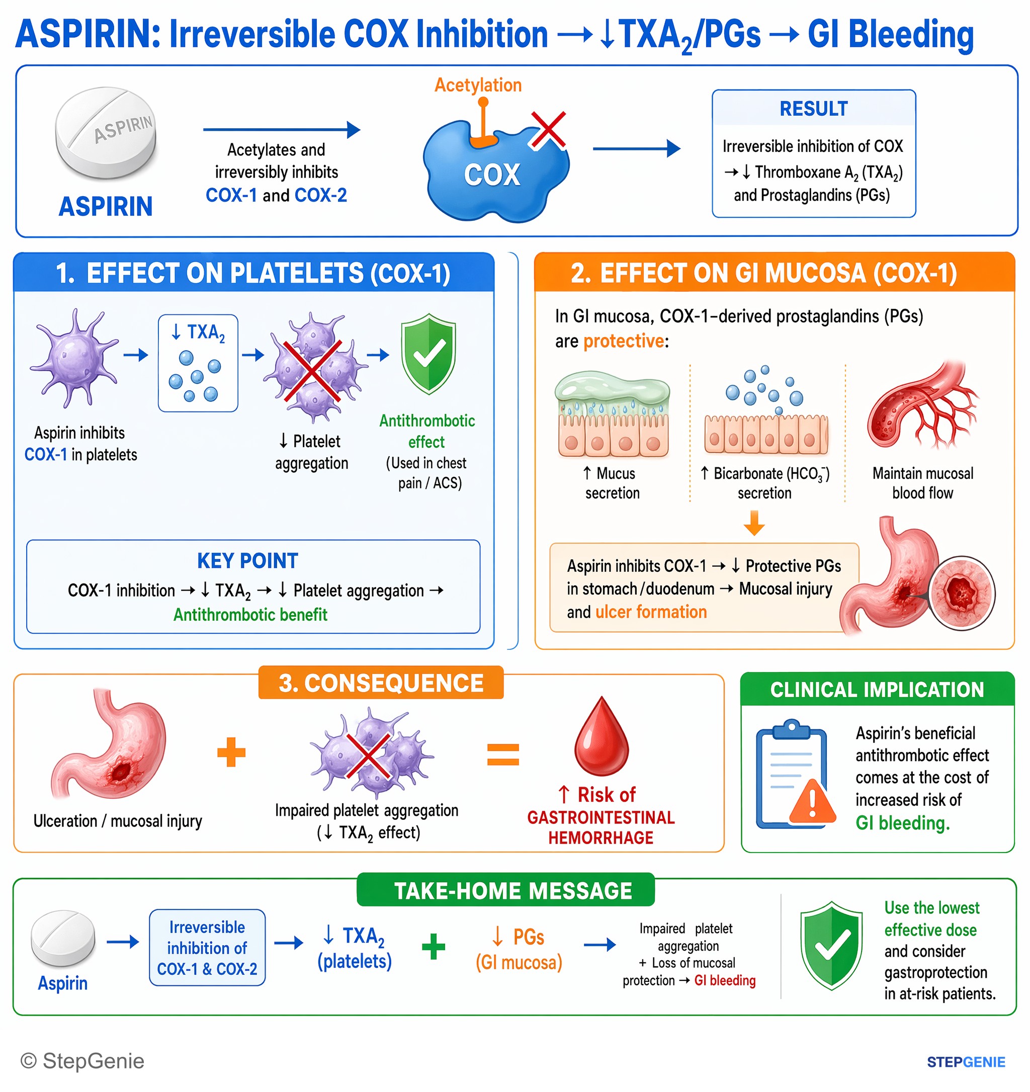 Cardiovascular drugs — StepGenie USMLE Step 1 explanation infographic