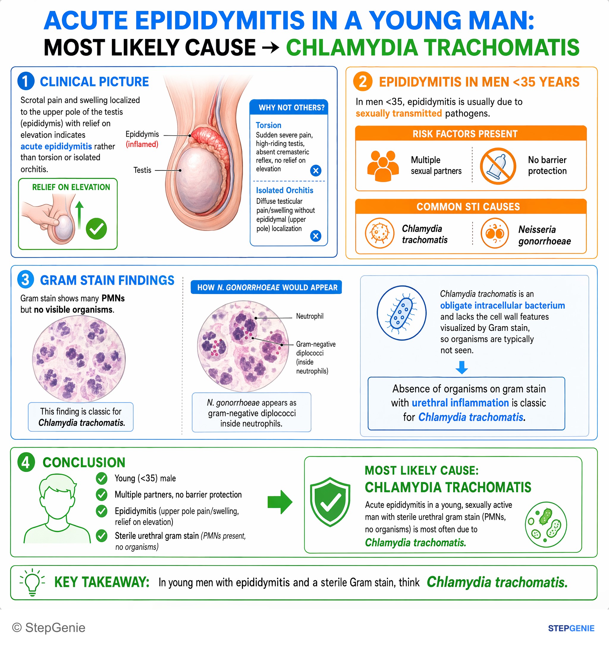 Genitourinary infections — StepGenie USMLE Step 1 explanation infographic