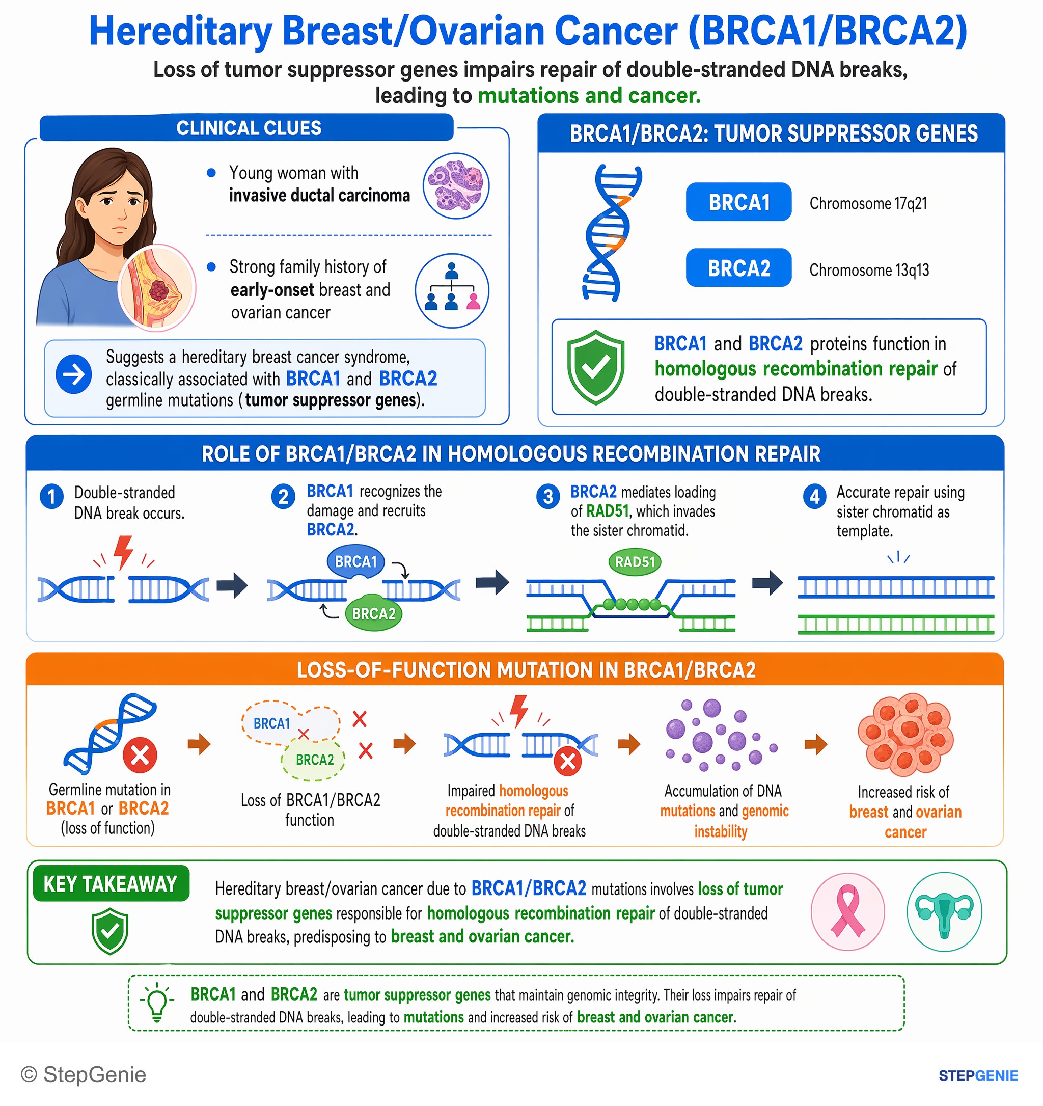 Breast tumors / malignancy — StepGenie USMLE Step 1 explanation infographic