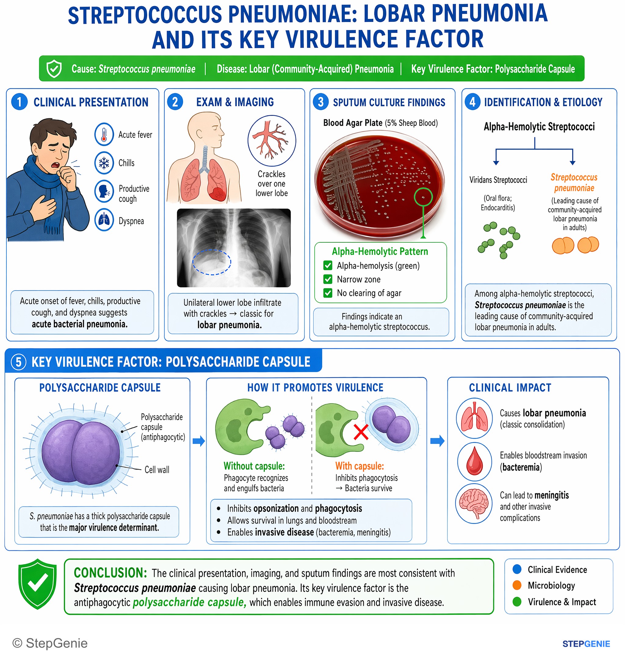 Bacterial infections — StepGenie USMLE Step 1 explanation infographic