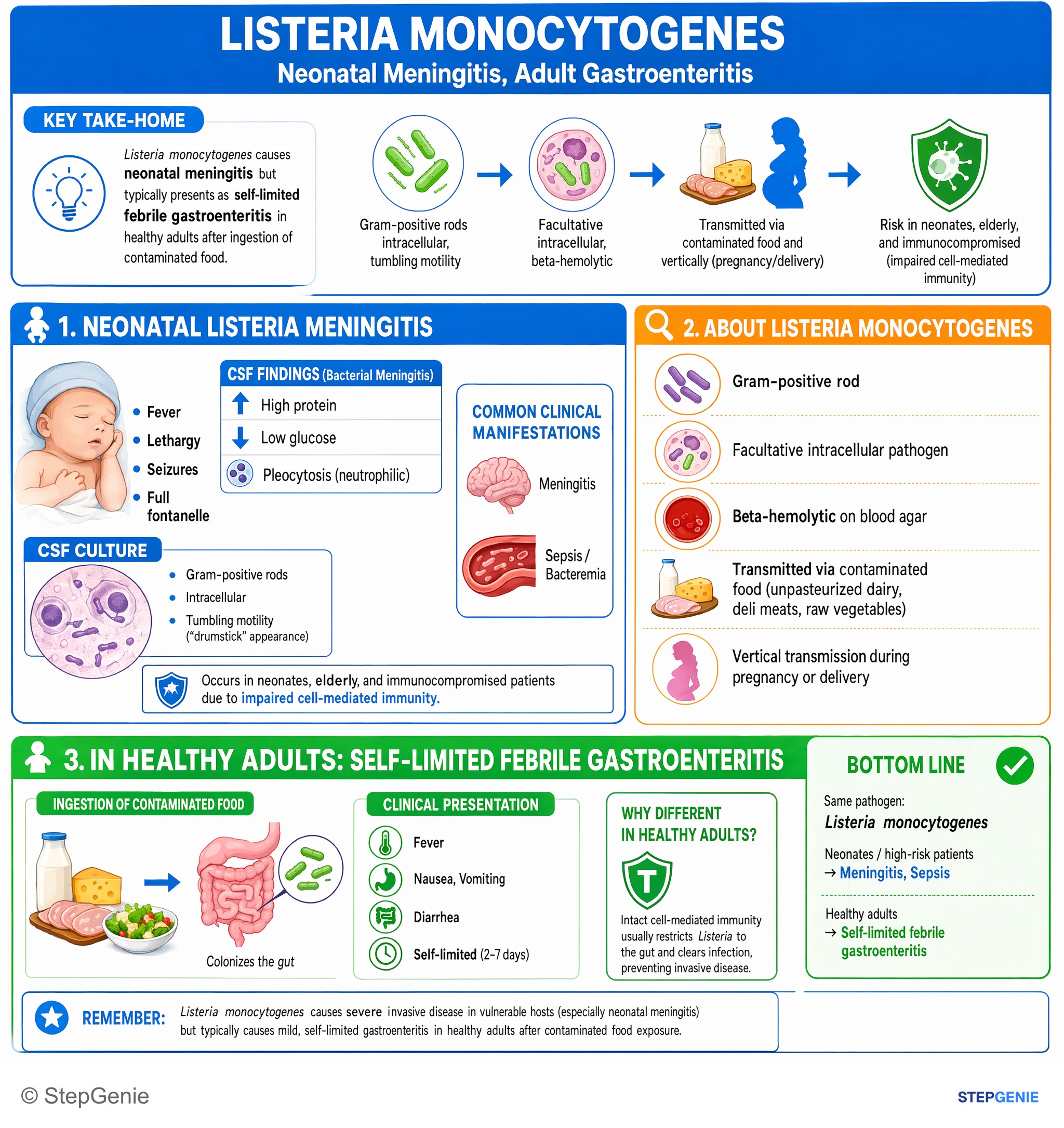 Bacterial infections — StepGenie USMLE Step 1 explanation infographic