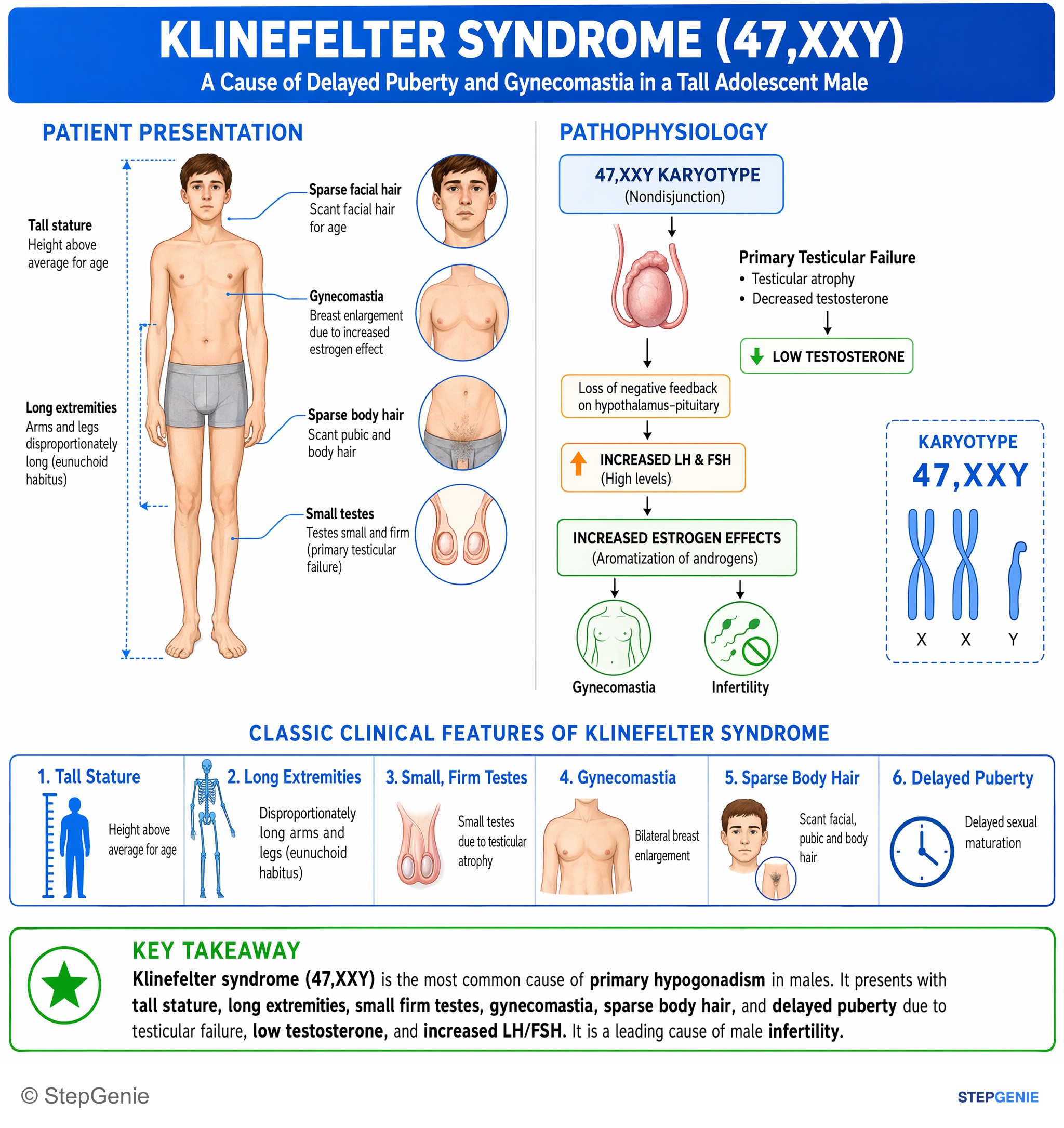 Disorders of the male reproductive system — StepGenie USMLE Step 1 explanation infographic