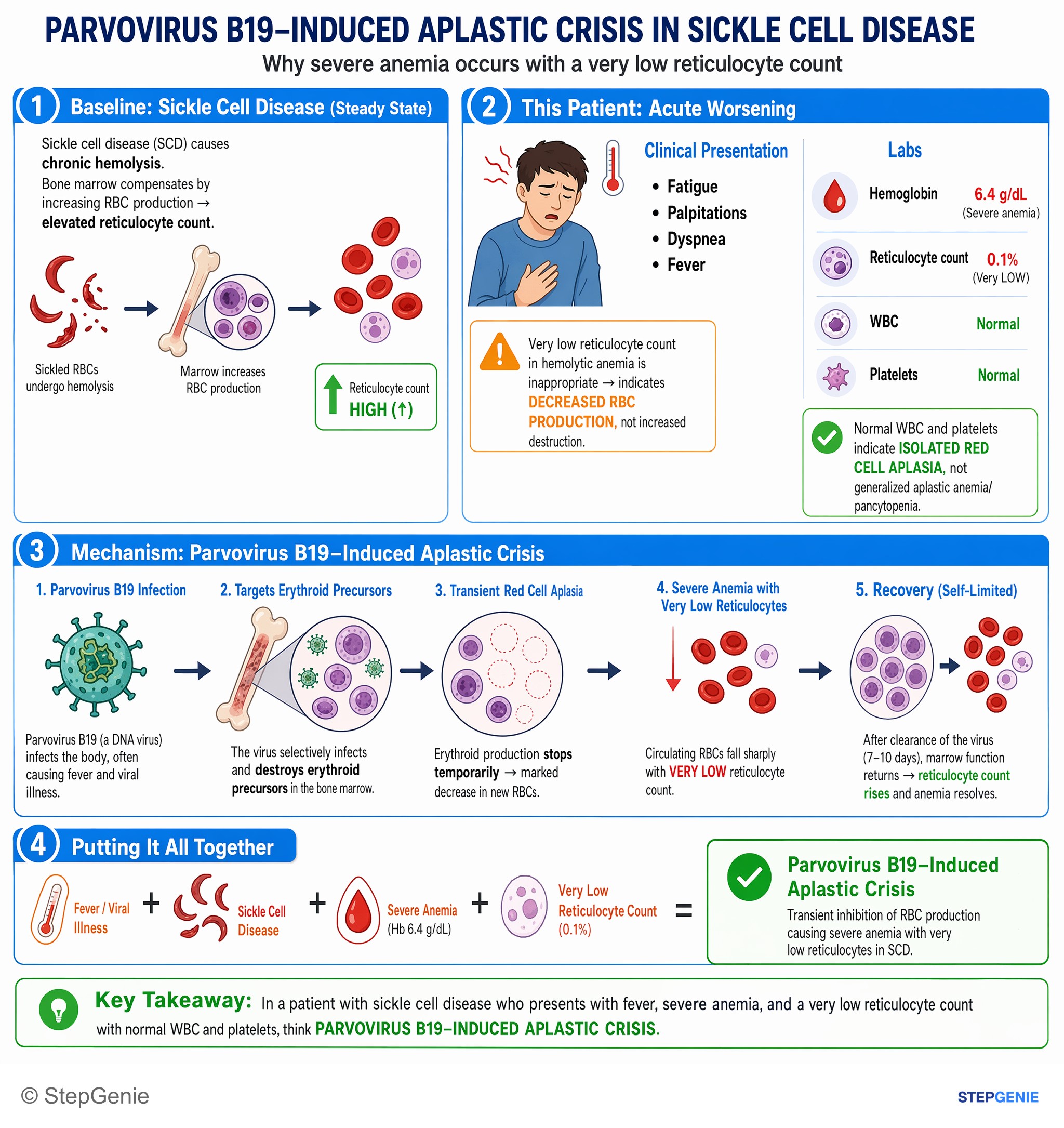 Disorders of RBCs and hemoglobin — StepGenie USMLE Step 1 explanation infographic