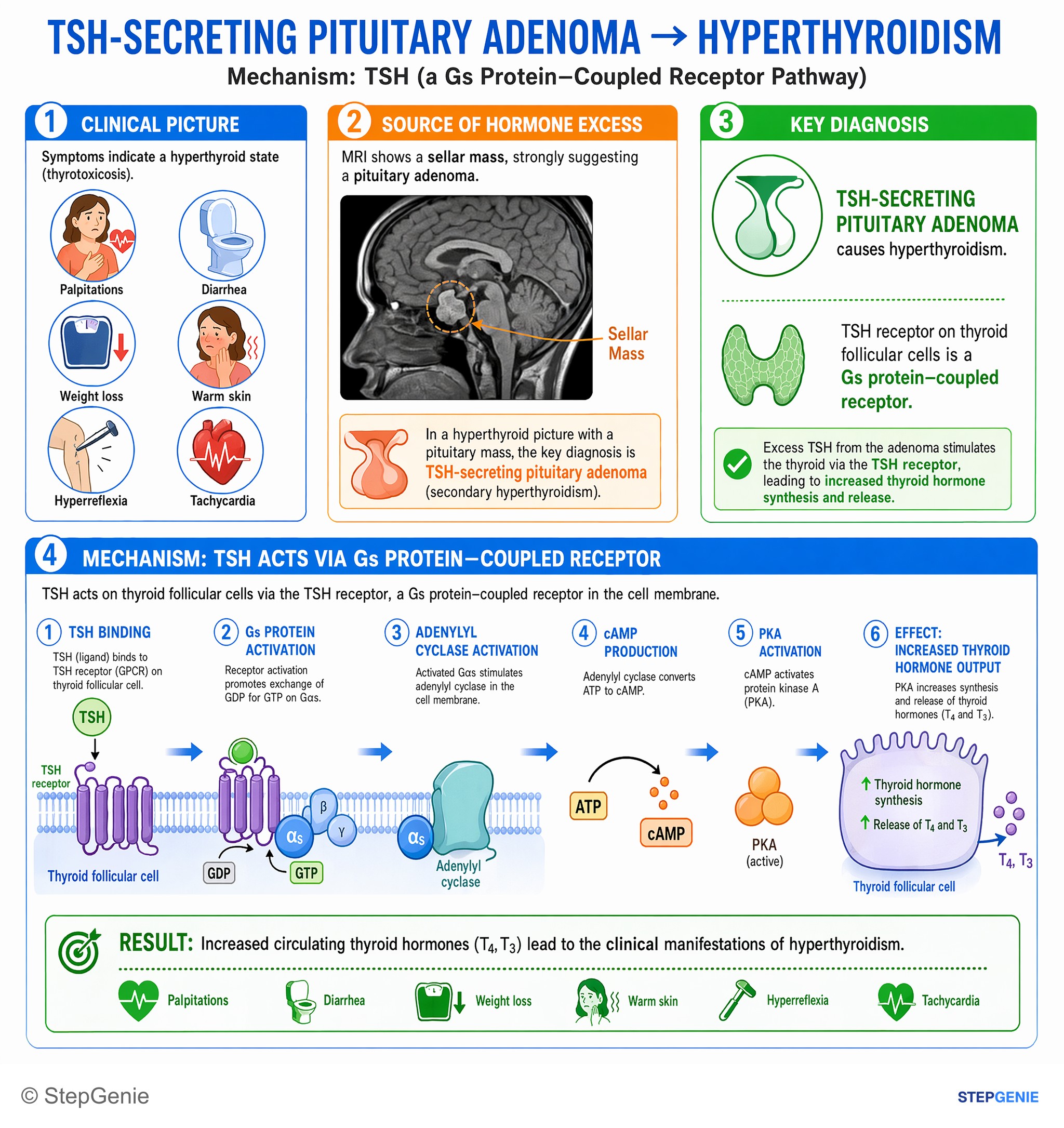 Cell signaling and mechanisms — StepGenie USMLE Step 1 explanation infographic